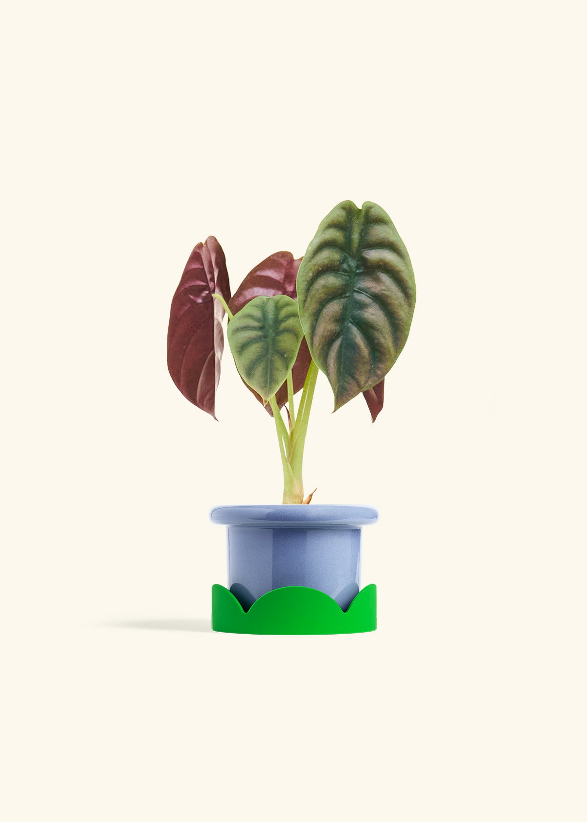 Alocasia Red Secret in a 4 inches Fat Lip Blue Planter in a Shamrock Petal Drip Tray