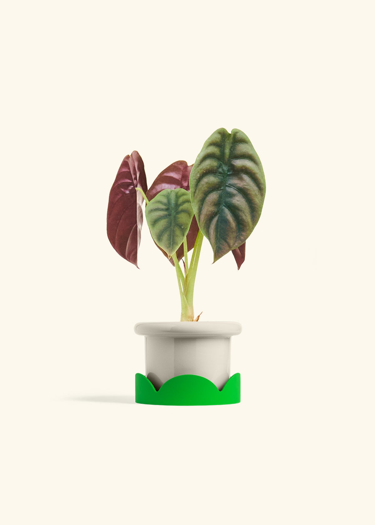 Alocasia Red Secret in a 4 inches Fat Lip Oat Planter in a Shamrock Petal Drip Tray