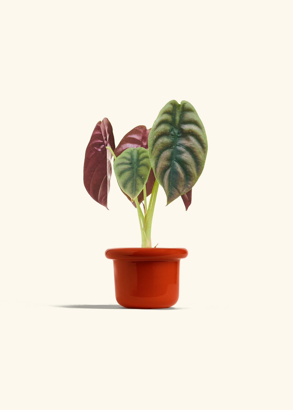Alocasia Red Secret in a 4 inches Fat Lip Red Planter