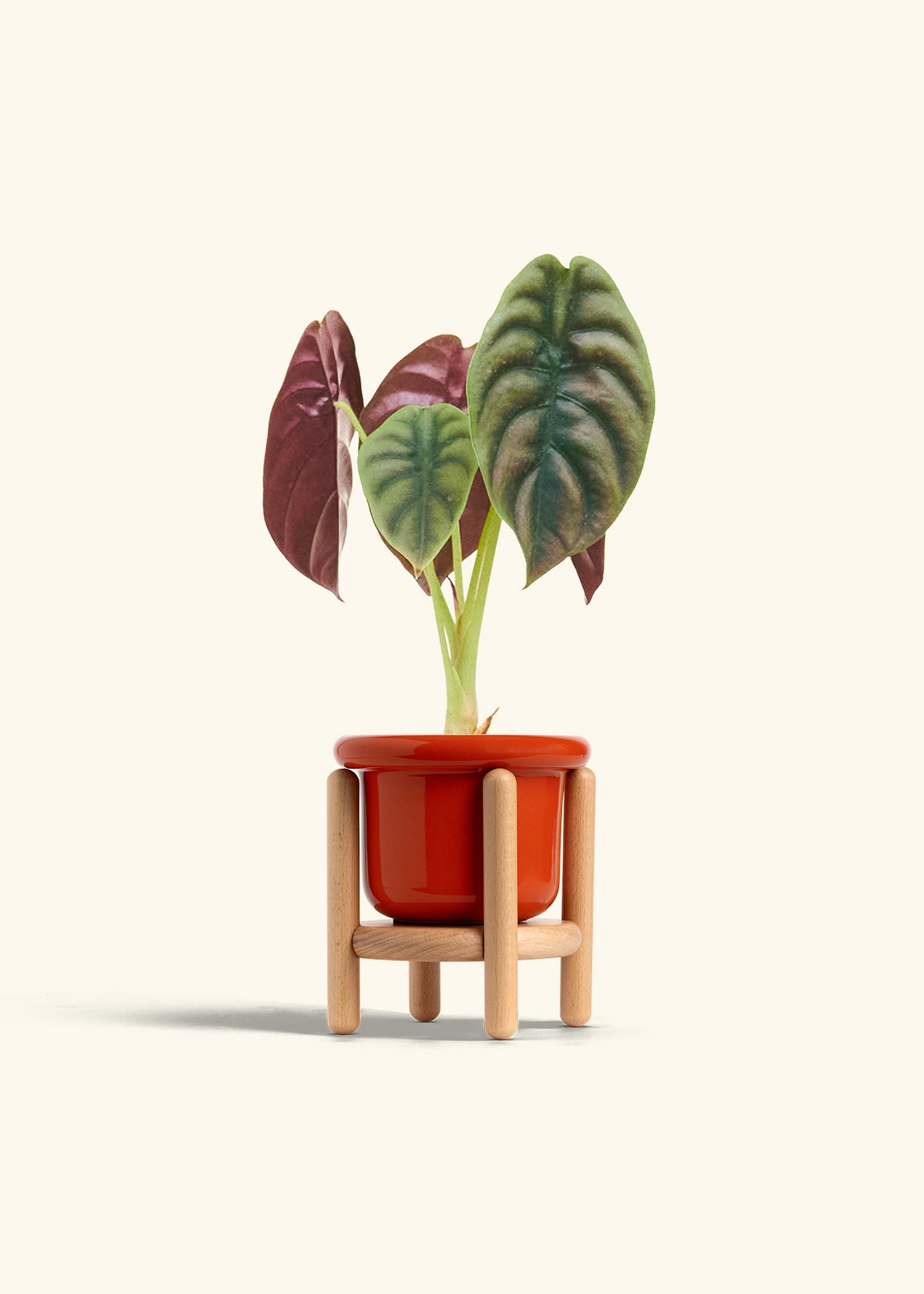 Alocasia Red Secret in a 4 inches Fat Lip Red Planter in a Beech Wood Stand
