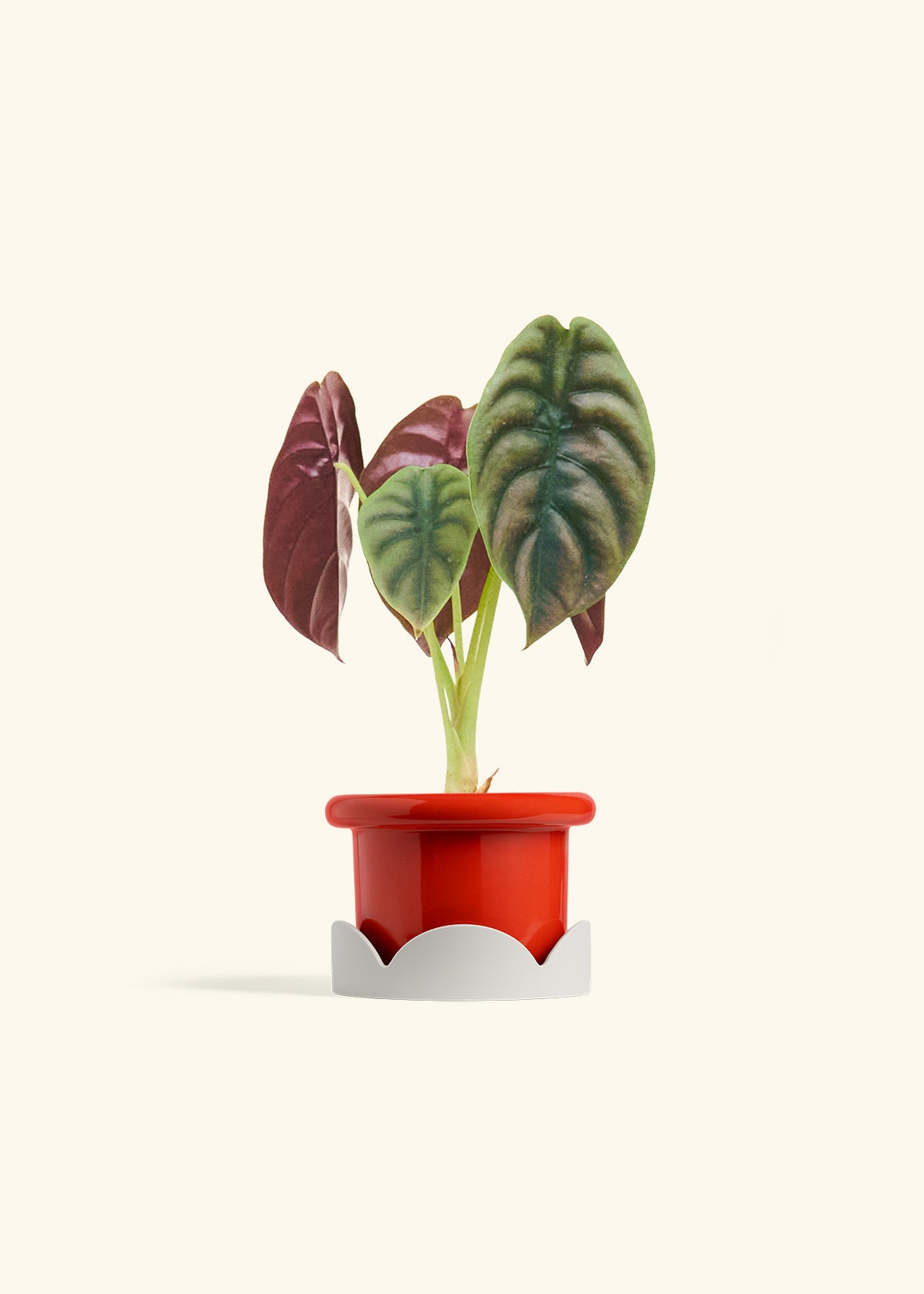 Alocasia Red Secret in a 4 inches Fat Lip Red Planter in a Oat Petal Drip Tray