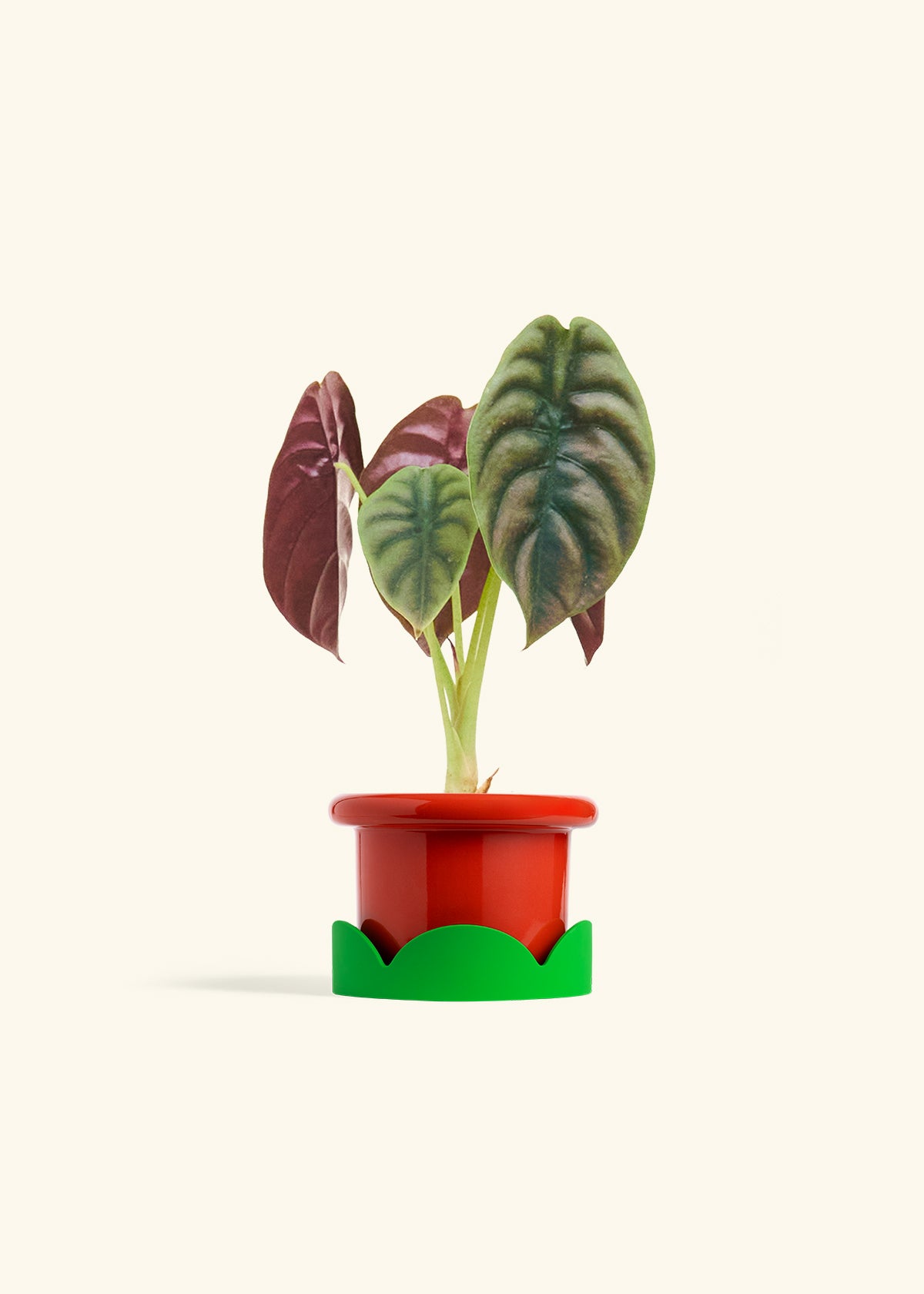 Alocasia Red Secret in a 4 inches Fat Lip Red Planter in a Shamrock Petal Drip Tray