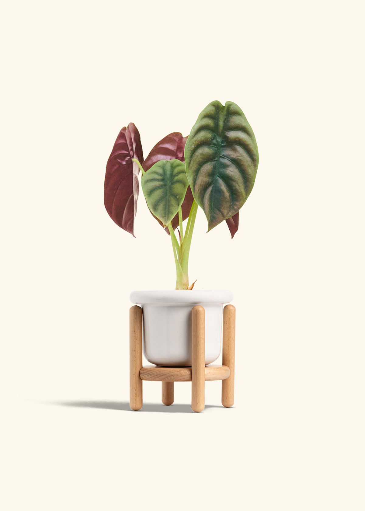 Alocasia Red Secret in a 4 inches Fat Lip White Planter in a Beech Wood Stand