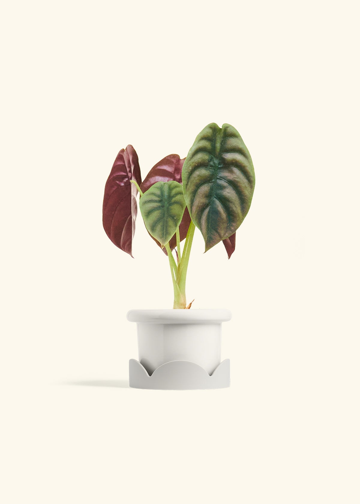 Alocasia Red Secret in a 4 inches Fat Lip White Planter in a Oat Petal Drip Tray