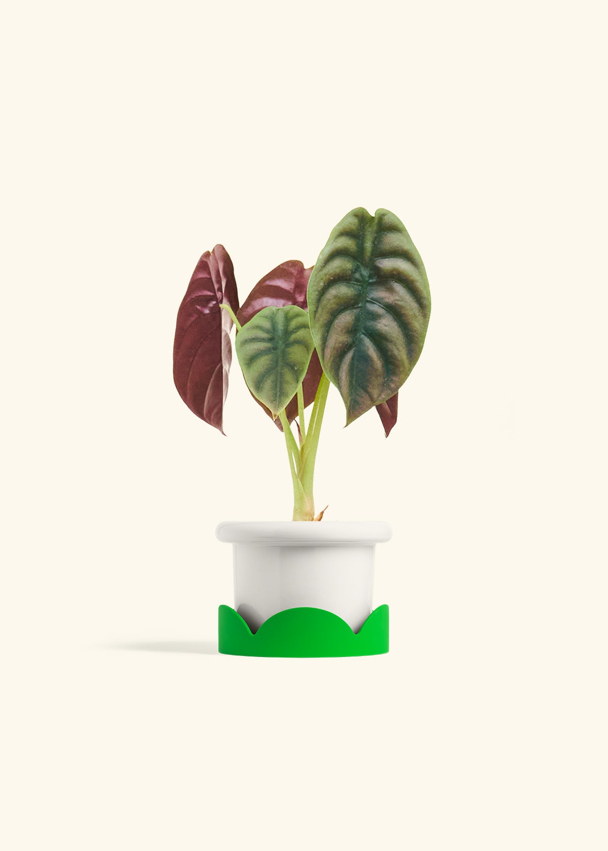 Alocasia Red Secret in a 4 inches Fat Lip White Planter in a Shamrock Petal Drip Tray