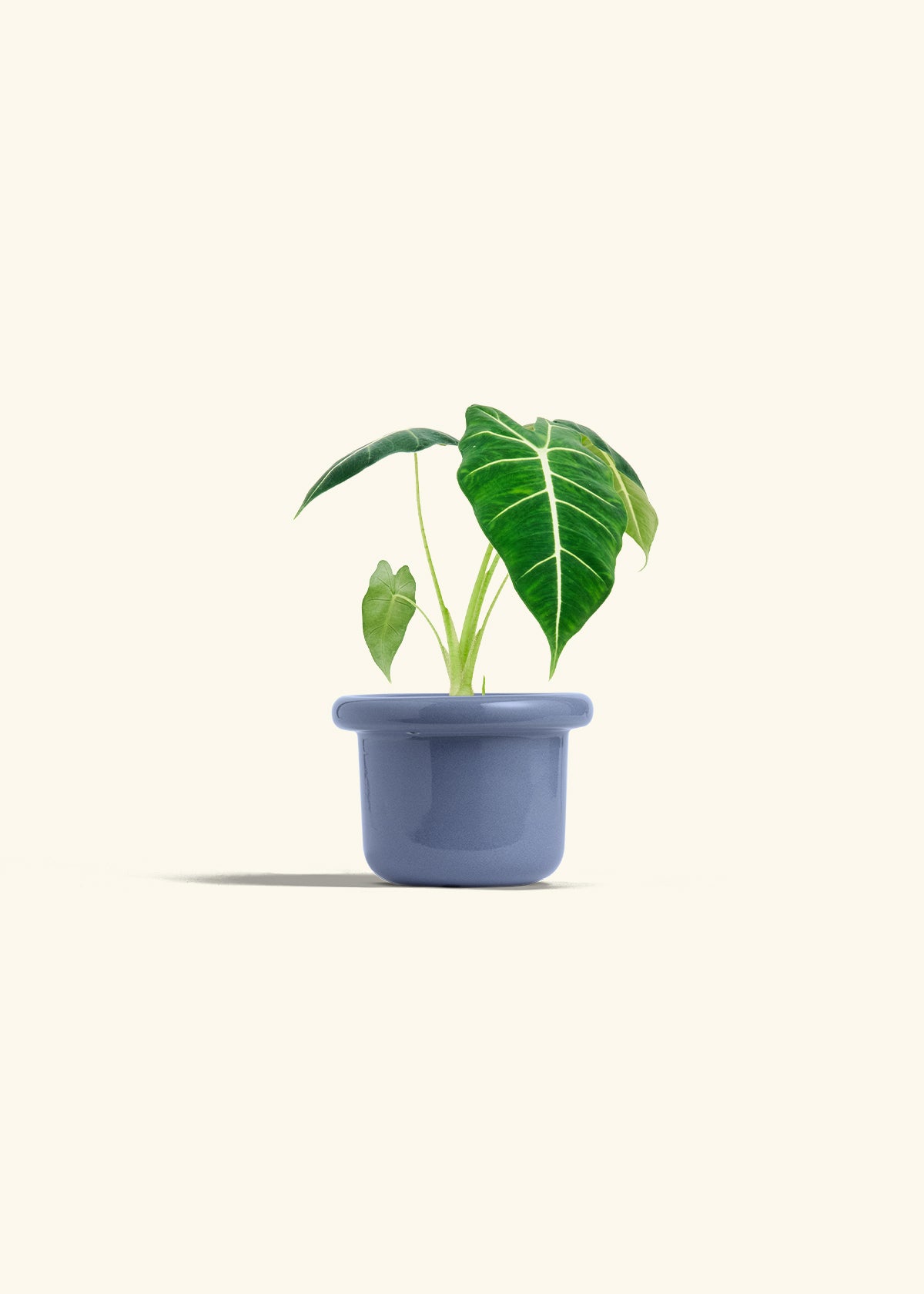 Alocasia Frydek in a 4 inches Fat Lip Blue Planter