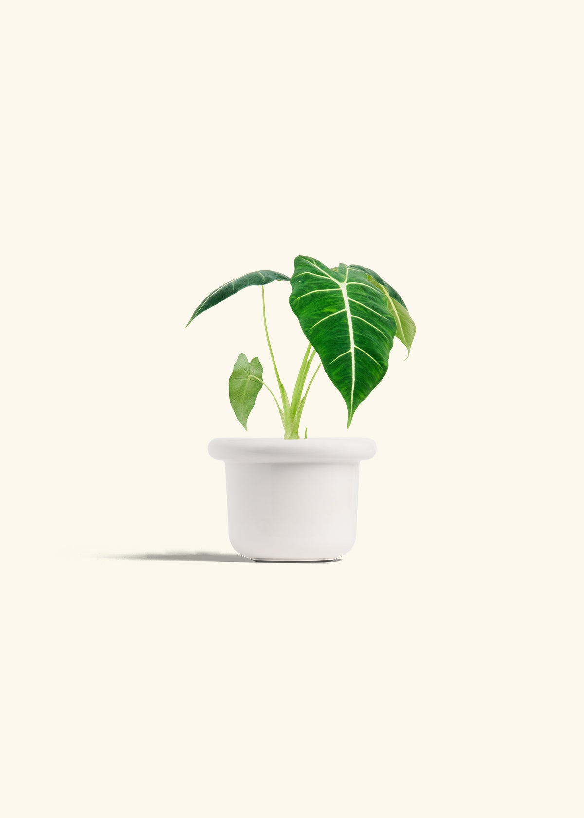 Alocasia Frydek in a 4 inches Fat Lip White Planter