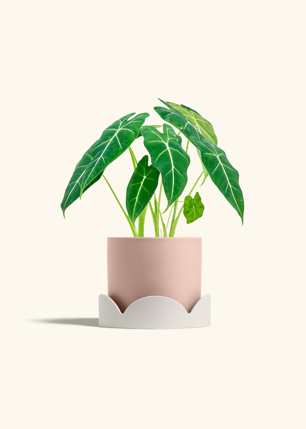 Classic Planter Tray Combo, Rose Pink