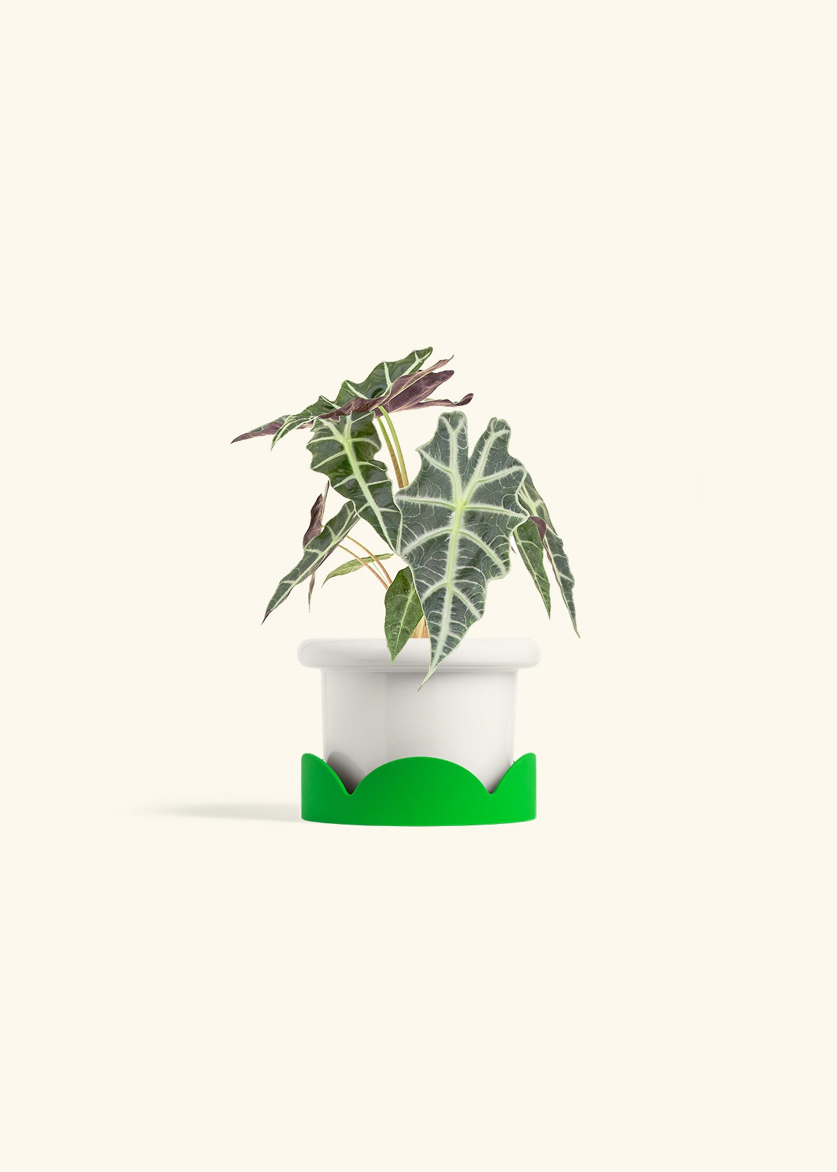 Alocasia Polly in a 4 inches Fat Lip White Planter in a Shamrock Petal Drip Tray