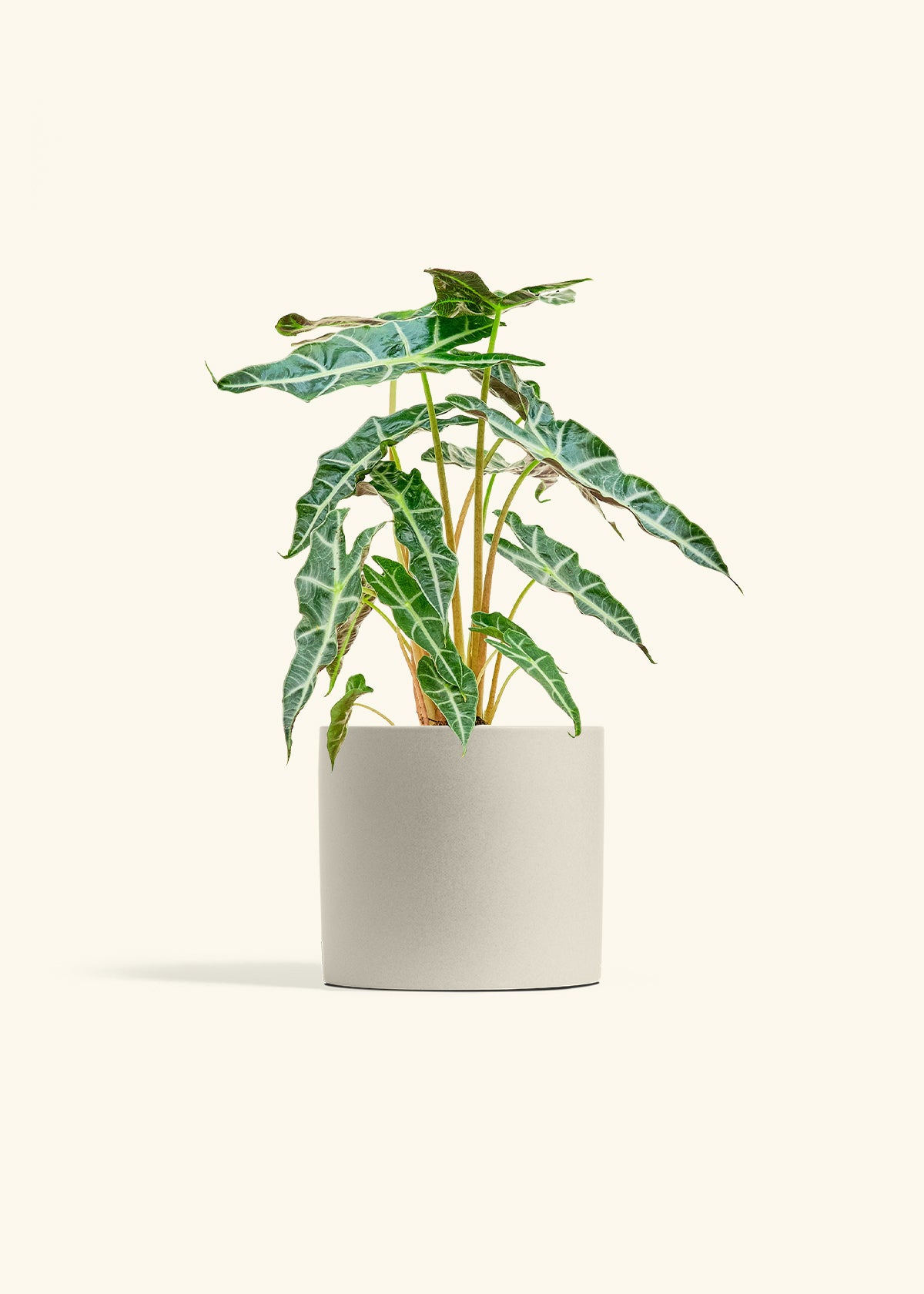 Alocasia Polly in a 6 inches Oat Classic Cylinder Planter