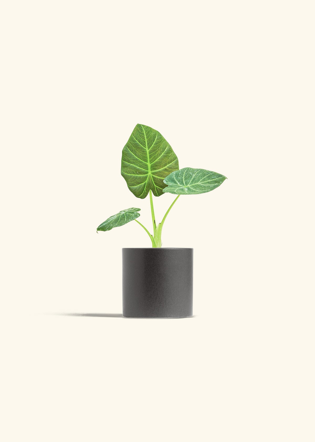 Alocasia Regal Shields in a 4 inches Charcoal Classic Cylinder Planter