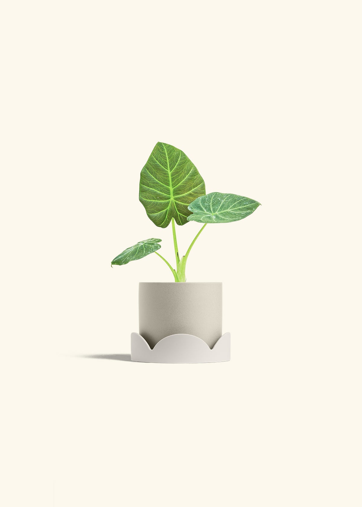 Alocasia Regal Shields in a 4 inches Oat Classic Cylinder Planter in a Oat Petal Drip Tray