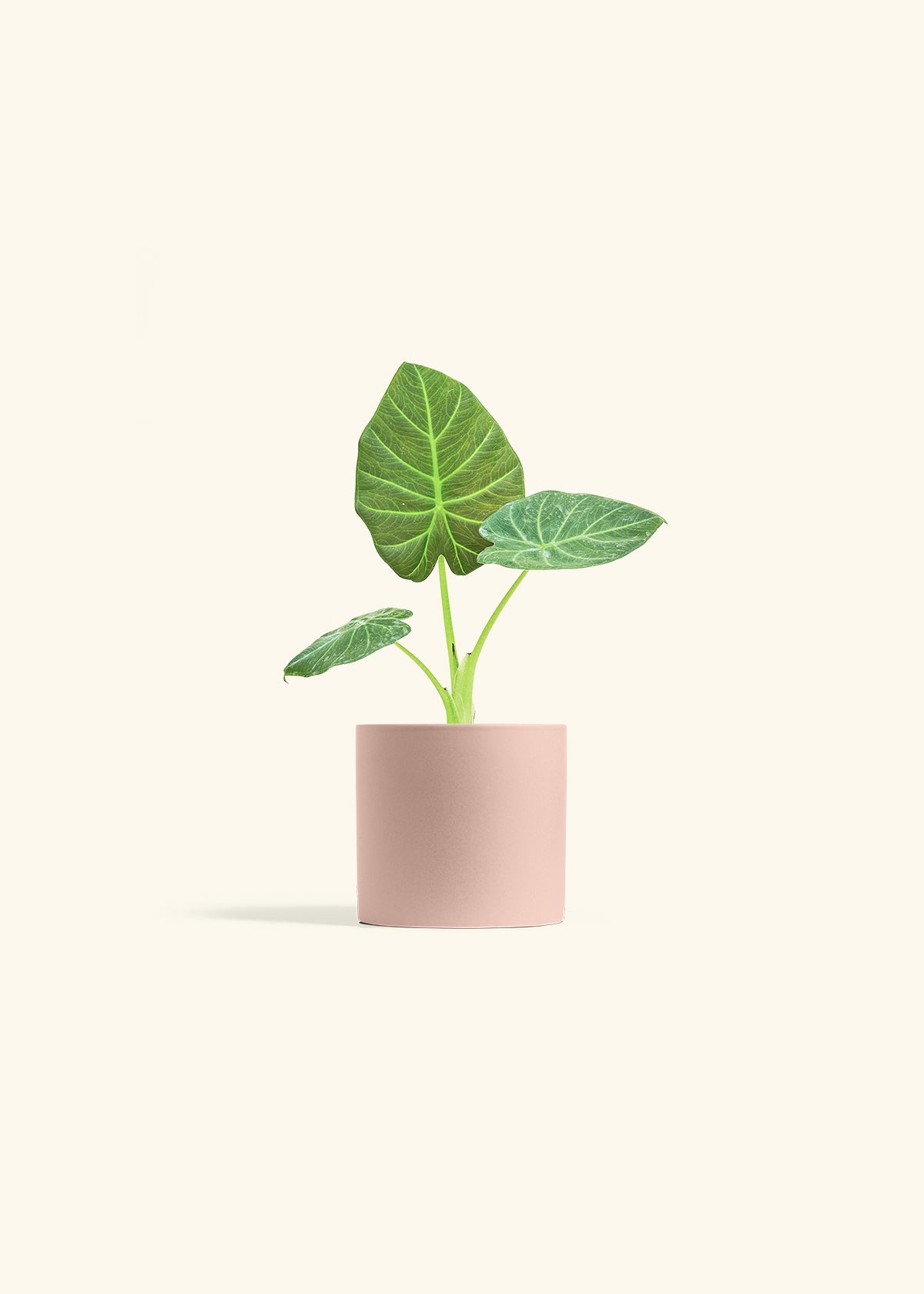 Alocasia Regal Shields in a 4 inches Pink Classic Cylinder Planter