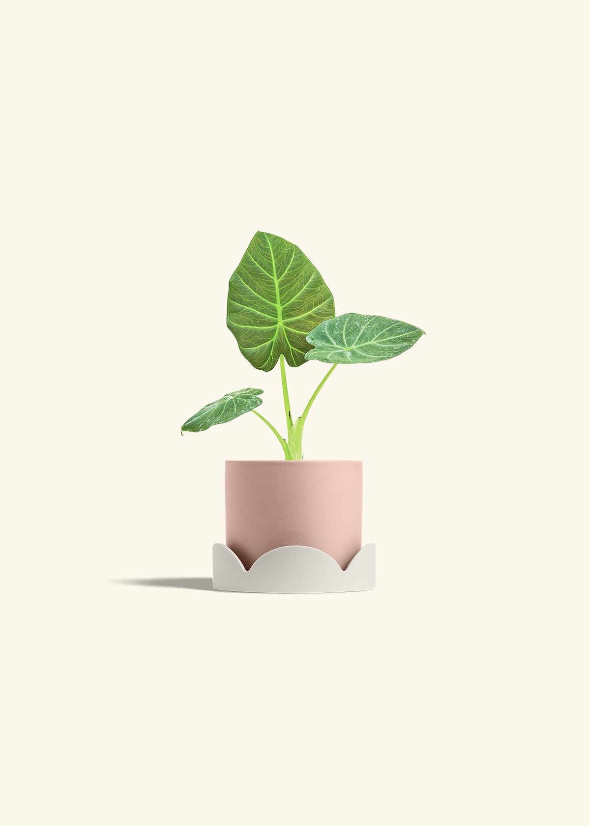 Alocasia Regal Shields in a 4 inches Pink Classic Cylinder Planter in a Oat Petal Drip Tray