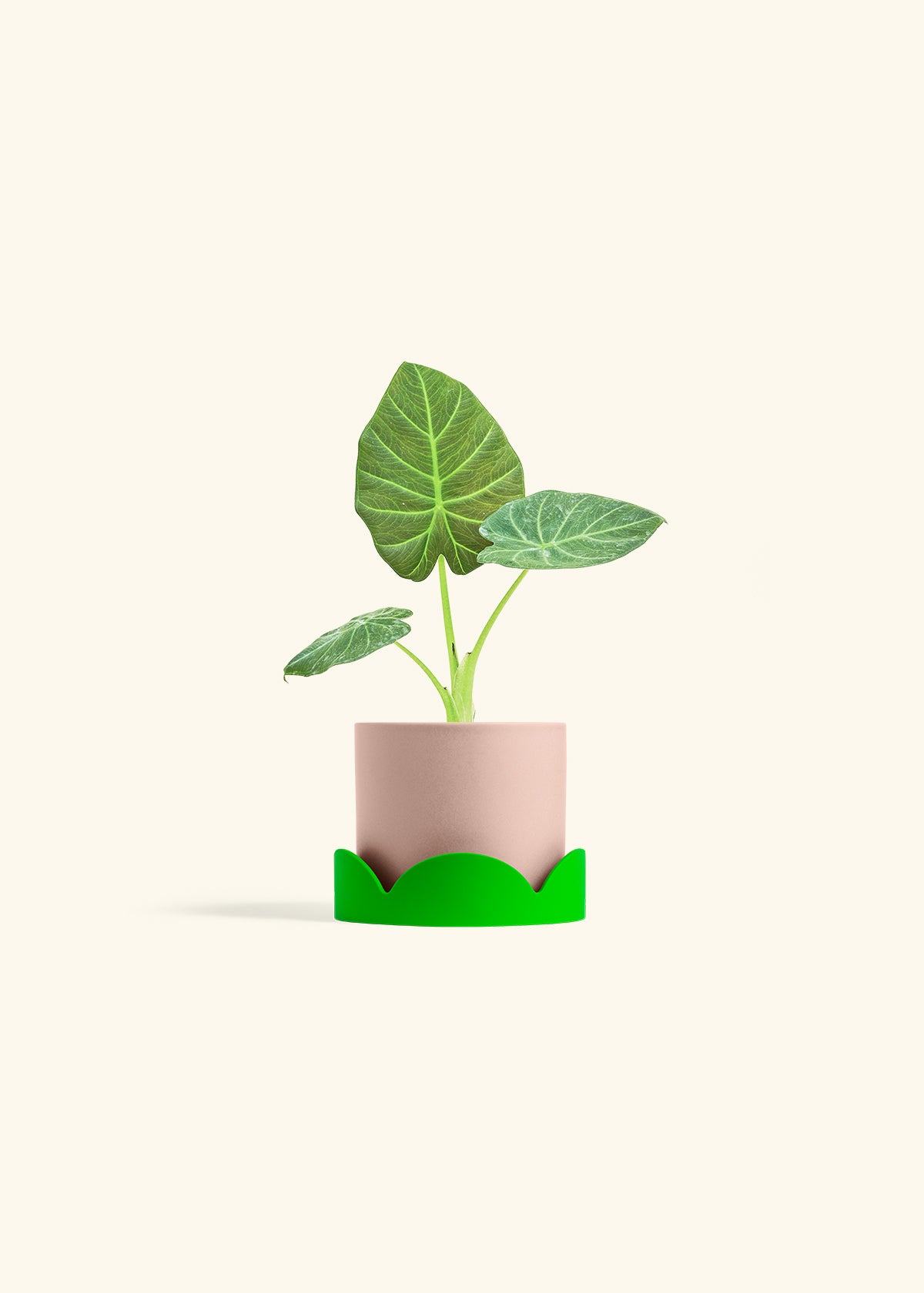 Alocasia Regal Shields in a 4 inches Pink Classic Cylinder Planter in a Shamrock Petal Drip Tray
