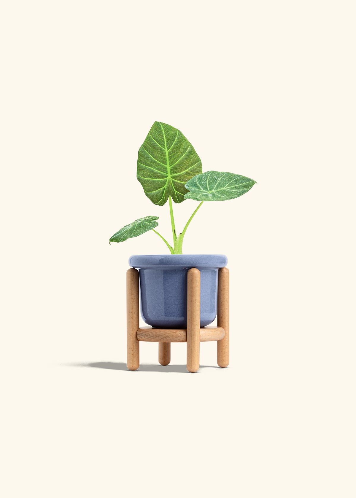 Alocasia Regal Shields in a 4 inches Fat Lip Blue Planter in a Beech Wood Stand