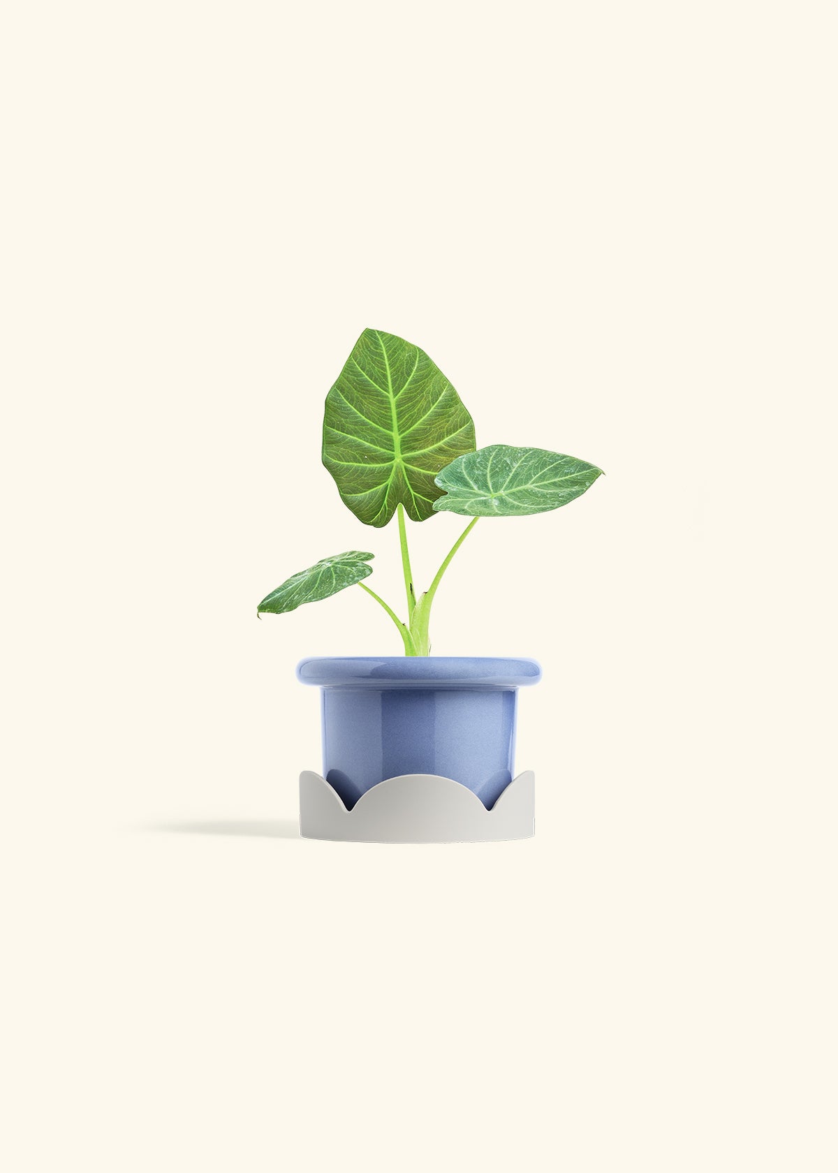Alocasia Regal Shields in a 4 inches Fat Lip Blue Planter in a Oat Petal Drip Tray