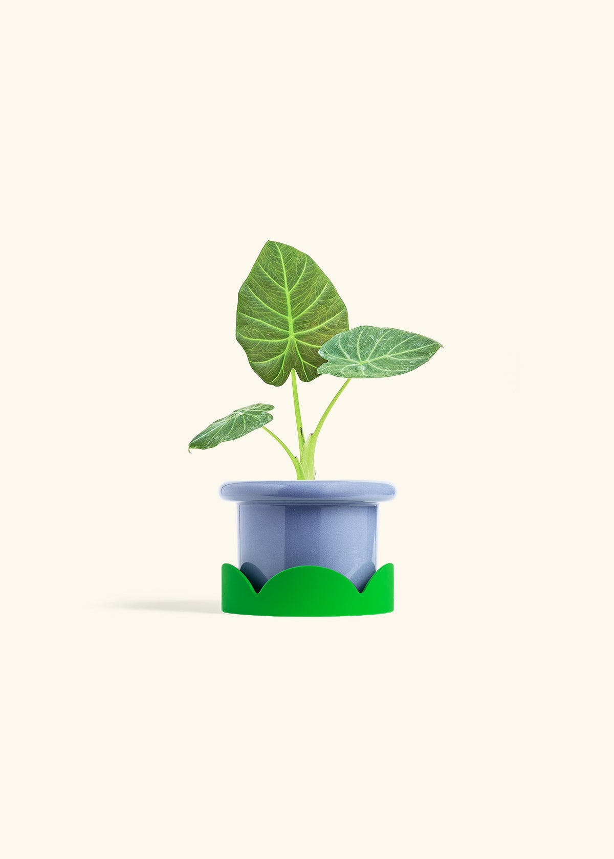 Alocasia Regal Shields in a 4 inches Fat Lip Blue Planter in a Shamrock Petal Drip Tray