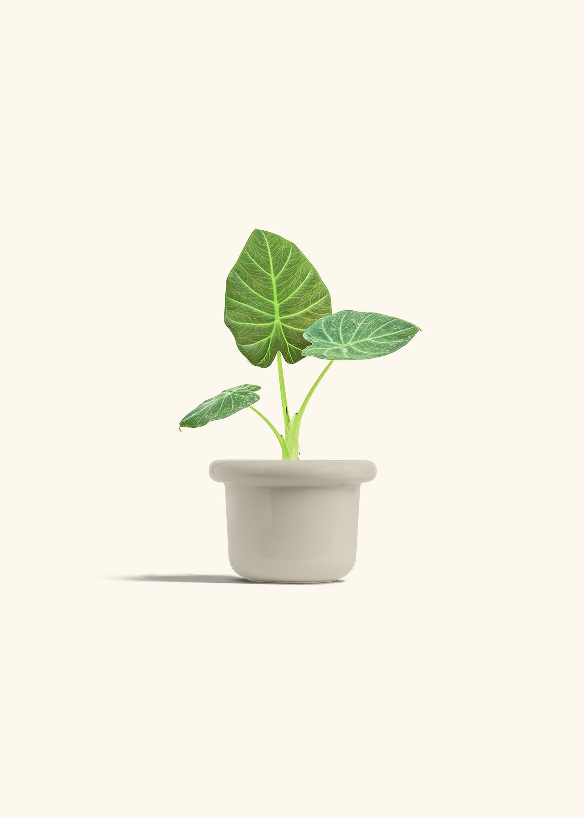 Alocasia Regal Shields in a 4 inches Fat Lip Oat Planter