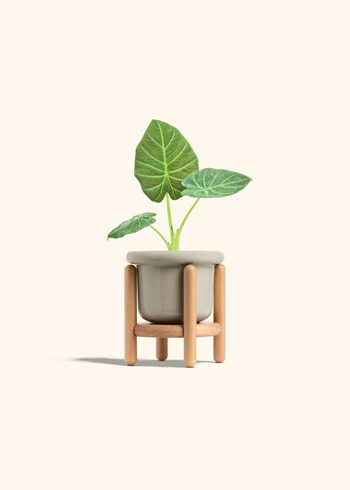 Alocasia Regal Shields in a 4 inches Fat Lip Oat Planter in a Beech Wood Stand