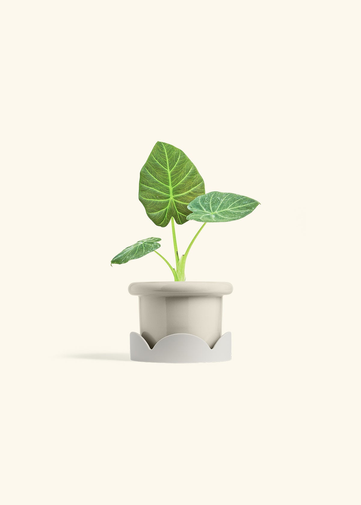 Alocasia Regal Shields in a 4 inches Fat Lip Oat Planter in a Oat Petal Drip Tray