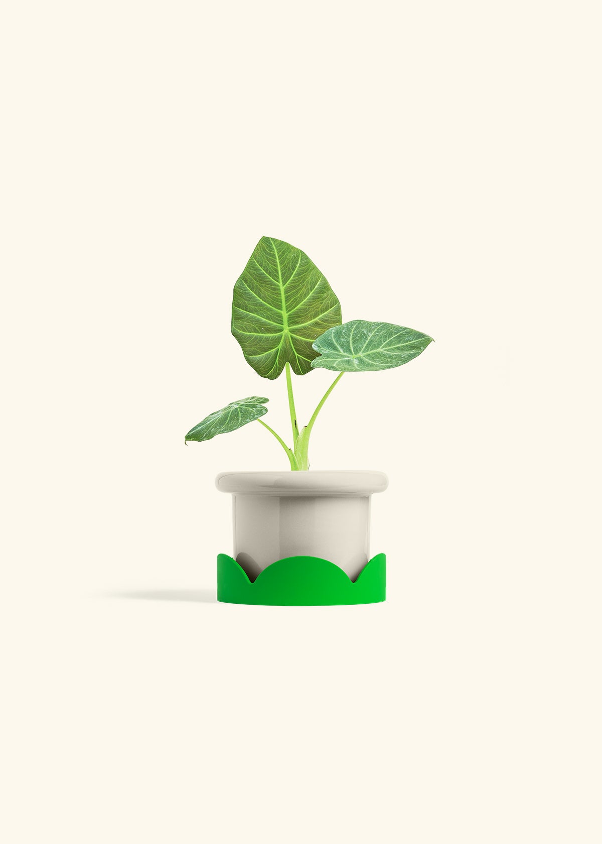 Alocasia Regal Shields in a 4 inches Fat Lip Oat Planter in a Shamrock Petal Drip Tray