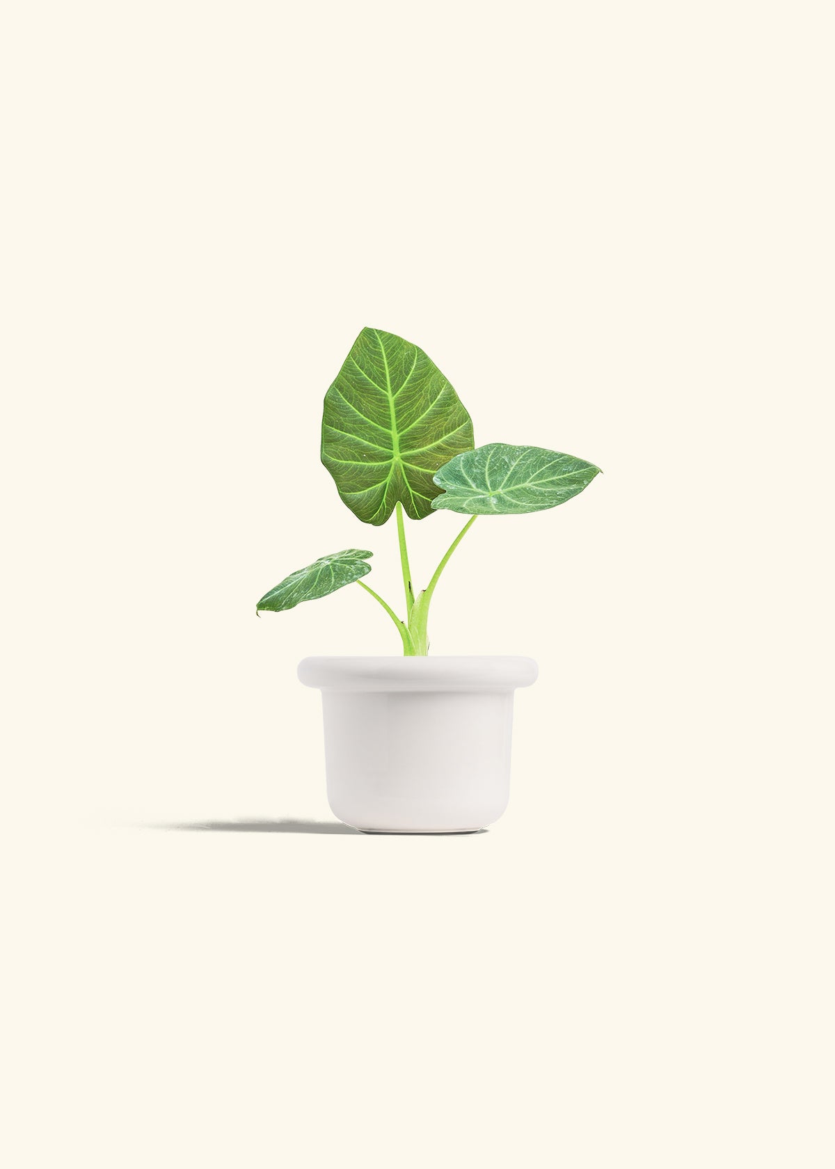 Alocasia Regal Shields in a 4 inches Fat Lip White Planter