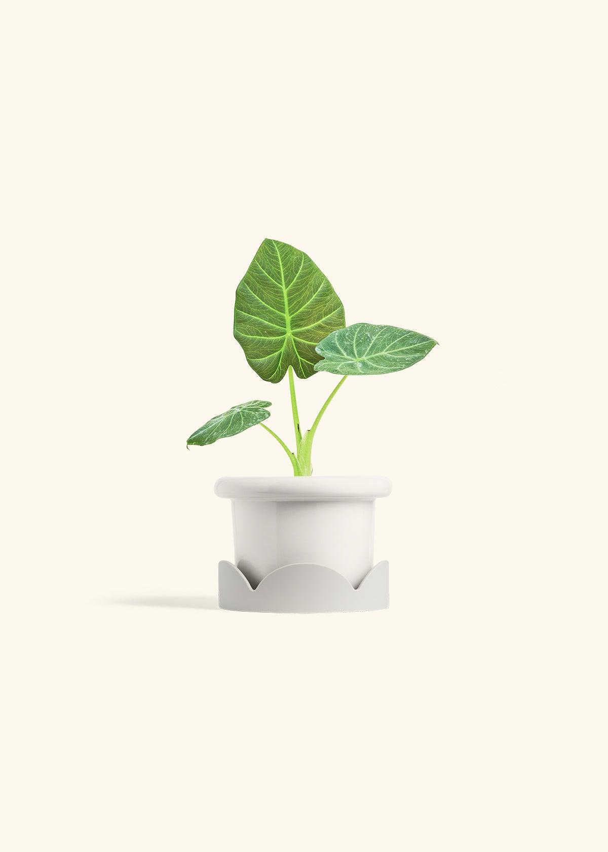 Alocasia Regal Shields in a 4 inches Fat Lip White Planter in a Oat Petal Drip Tray