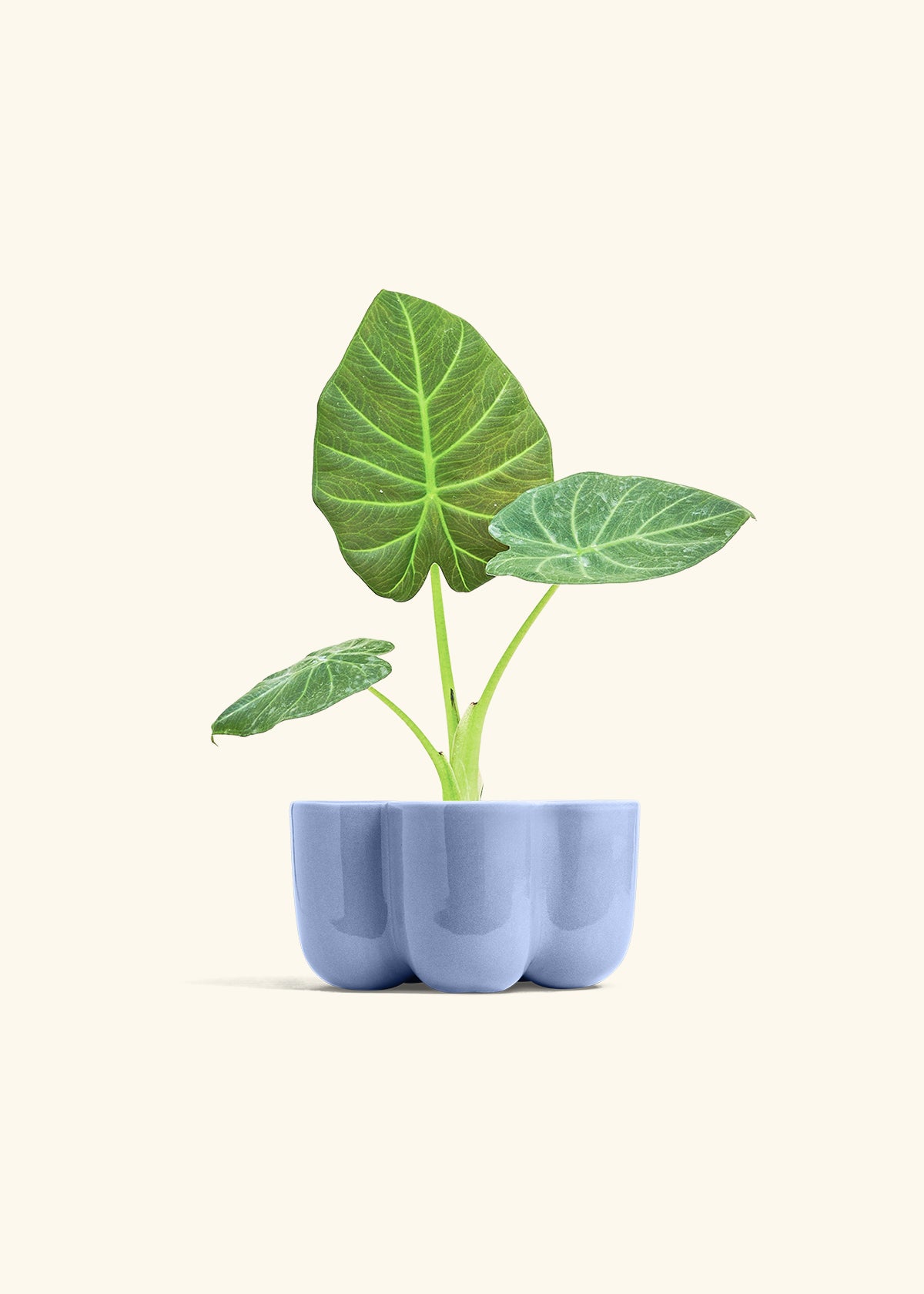 Alocasia Regal Shields in a 4 inches in a Blue Petal Planter