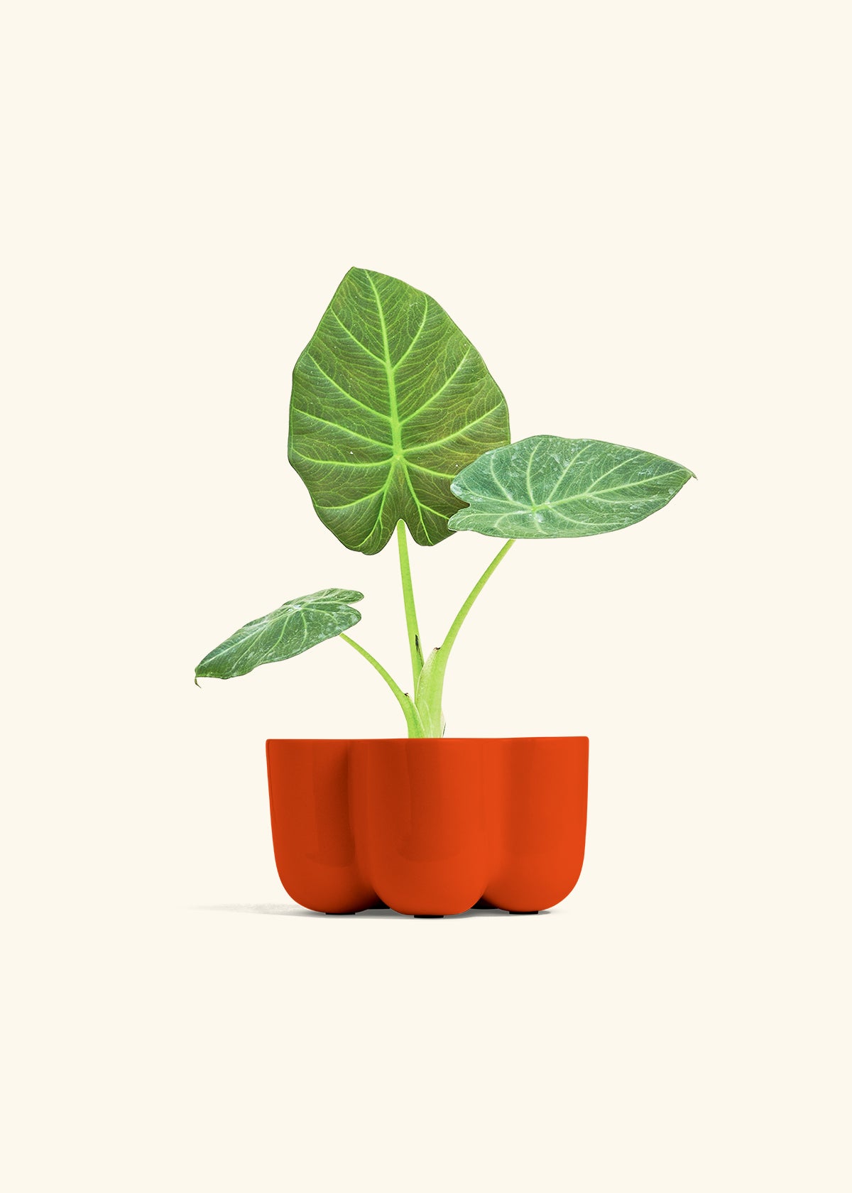 Alocasia Regal Shields in a 4 inches in a Red Petal Planter