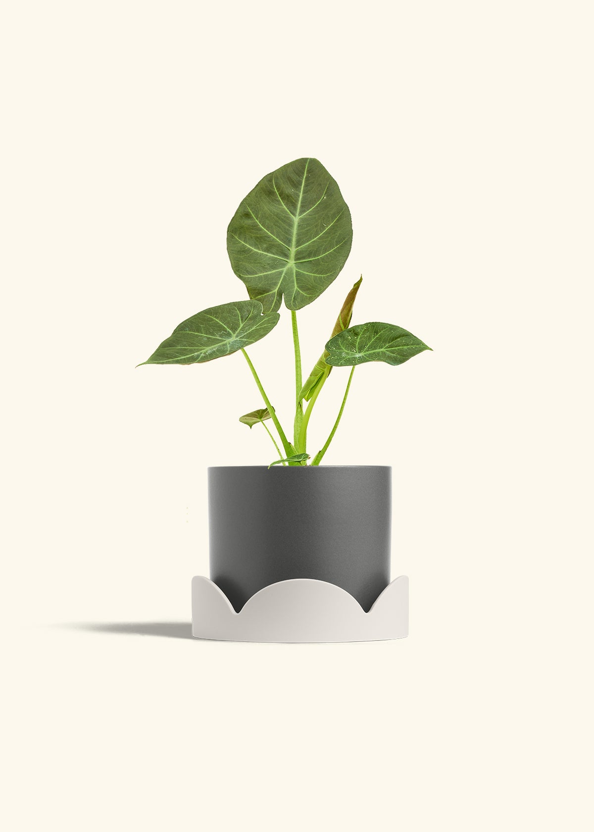Alocasia Regal Shields in a 6 inches Charcoal Classic Cylinder Planter in a Oat Petal Drip Tray