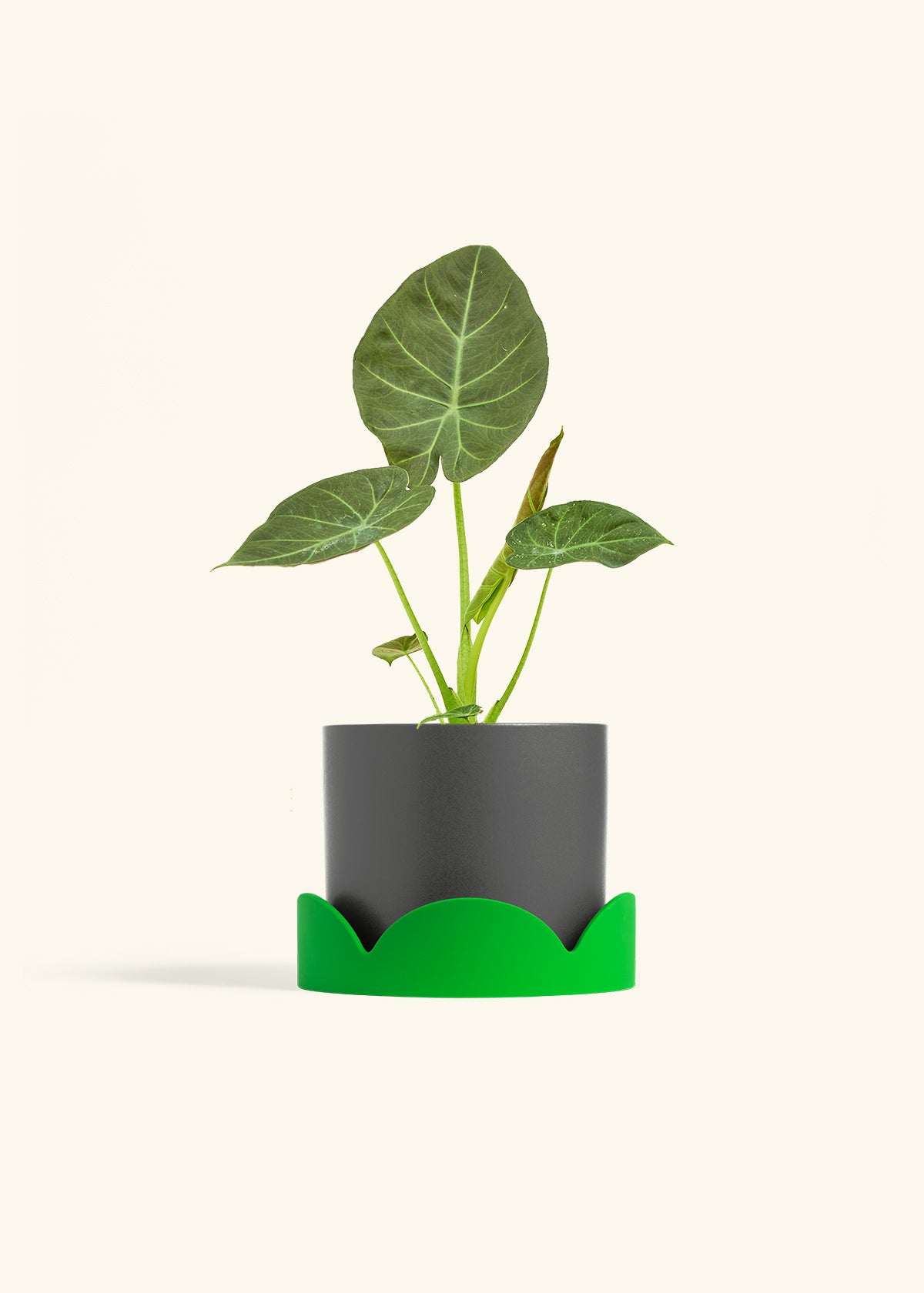 Alocasia Regal Shields in a 6 inches Charcoal Classic Cylinder Planter in a Shamrock Petal Drip Tray