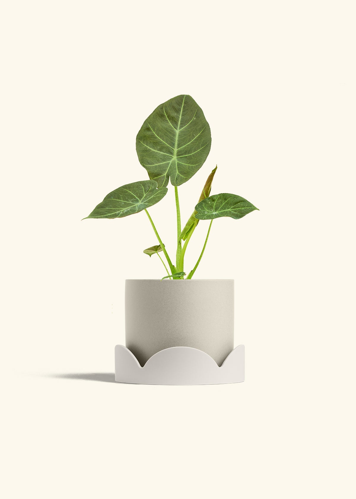 Alocasia Regal Shields in a 6 inches Oat Classic Cylinder Planter in a Oat Petal Drip Tray