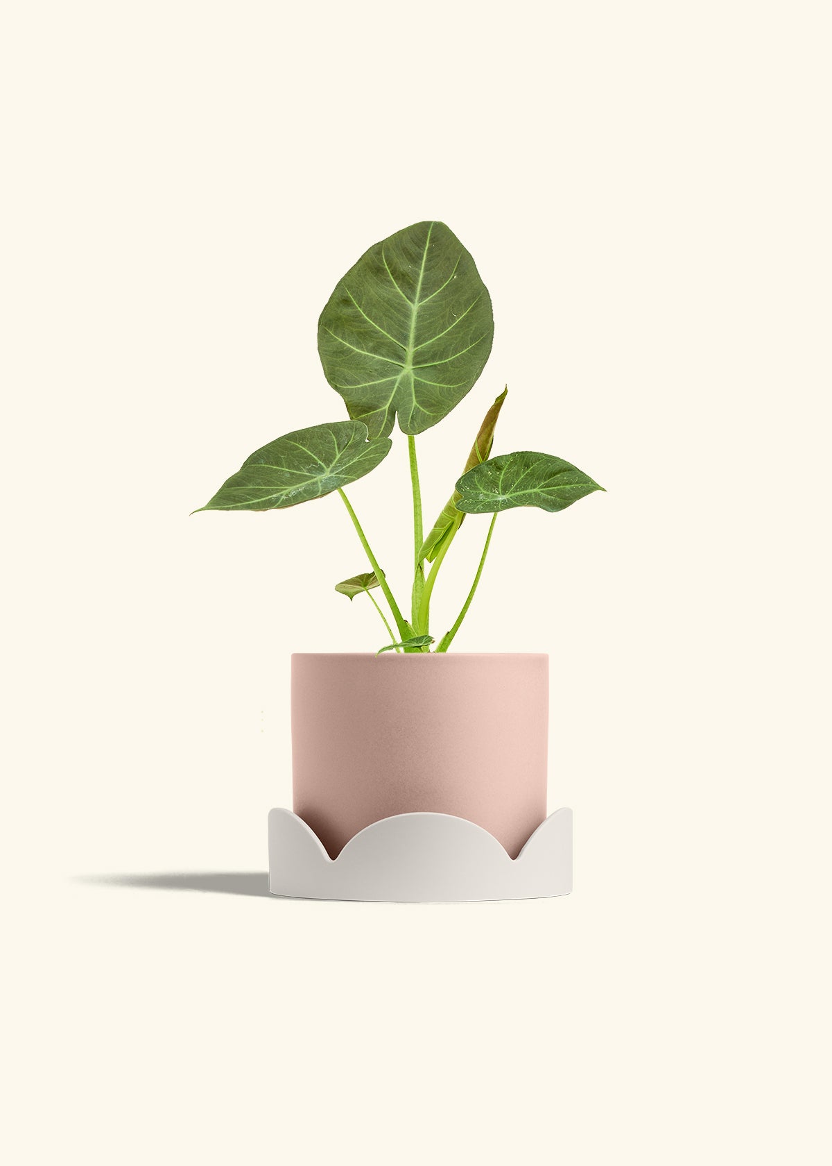 Alocasia Regal Shields in a 6 inches Pink Classic Cylinder Planter in a Oat Petal Drip Tray