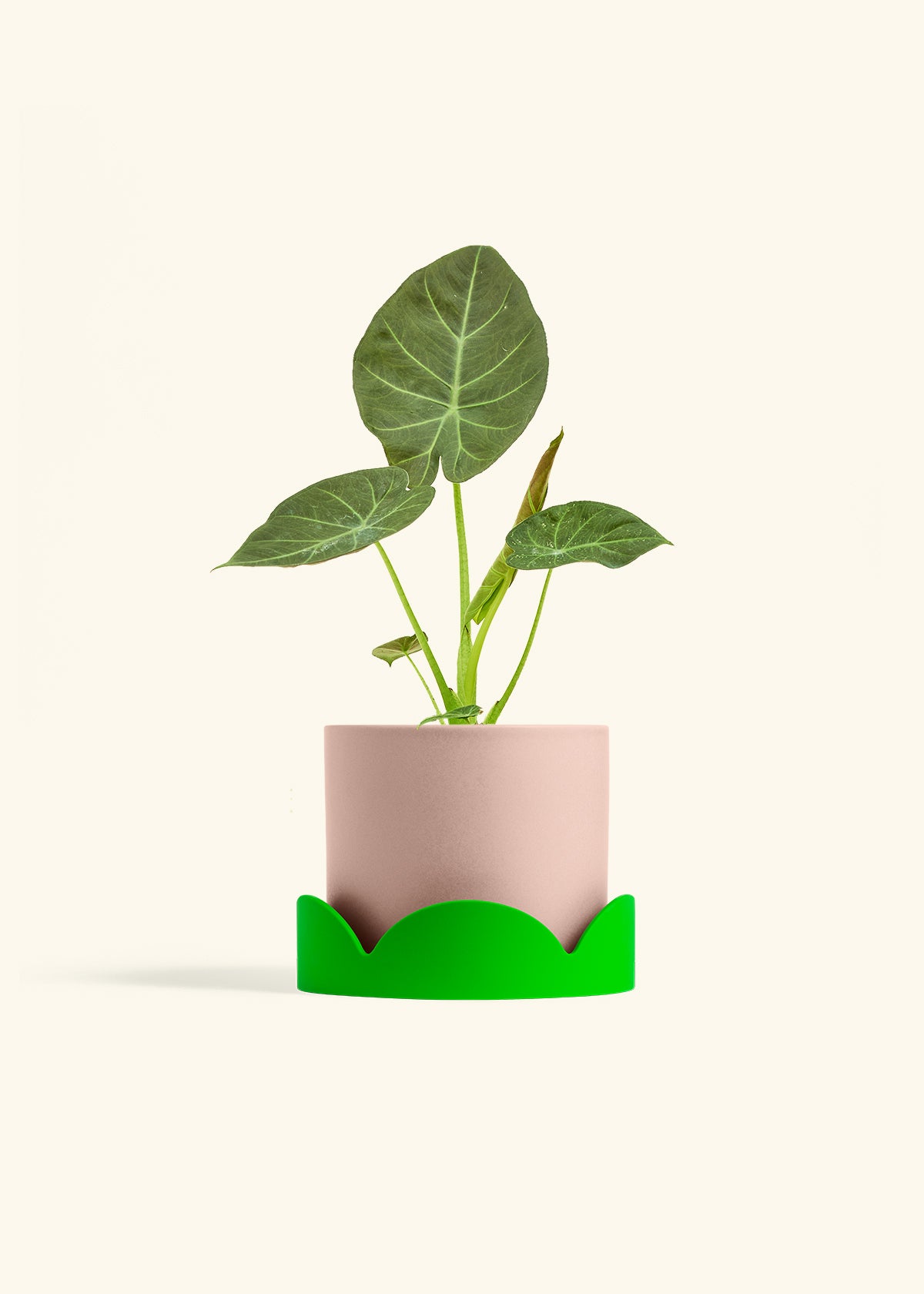 Alocasia Regal Shields in a 6 inches Pink Classic Cylinder Planter in a Shamrock Petal Drip Tray