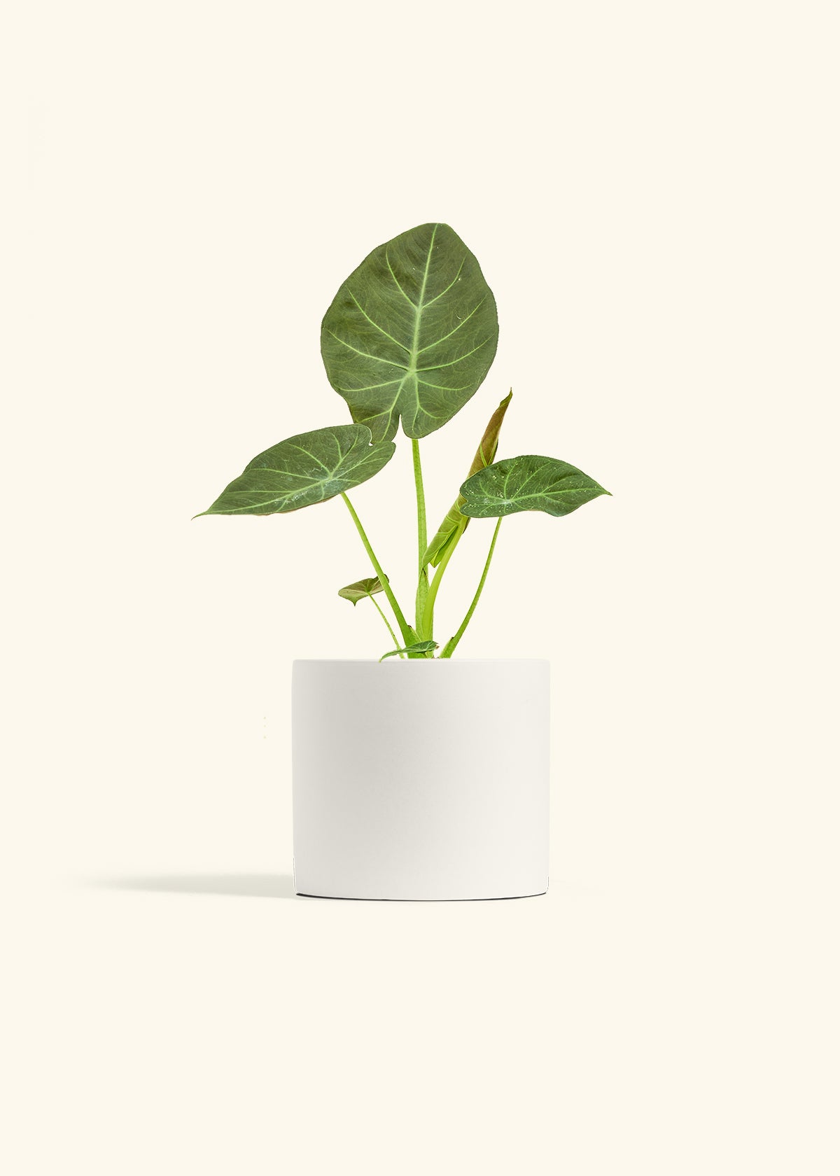 Alocasia Regal Shields in a 6 inches White Classic Cylinder Planter