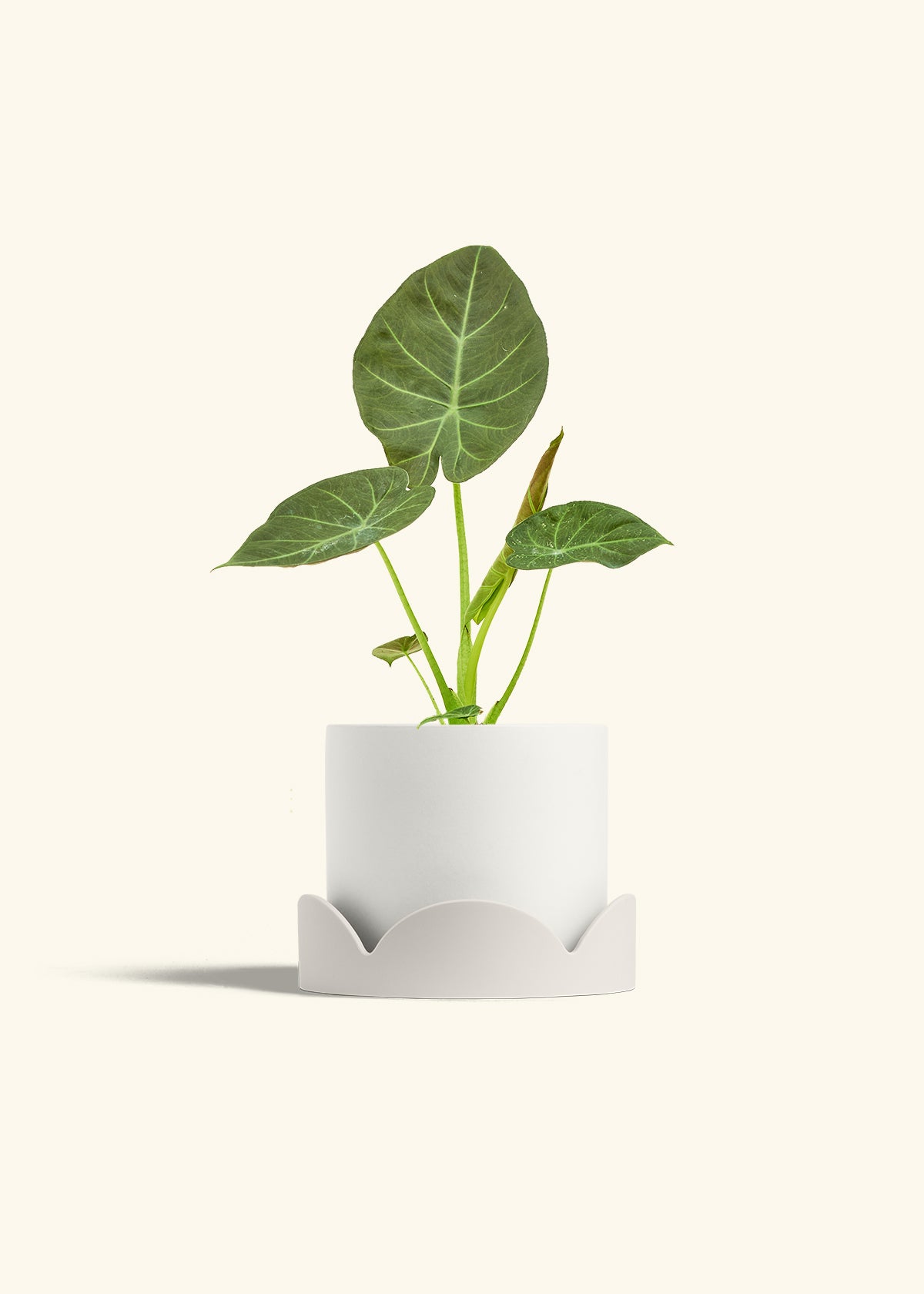 Alocasia Regal Shields in a 6 inches White Classic Cylinder Planter in a Oat Petal Drip Tray