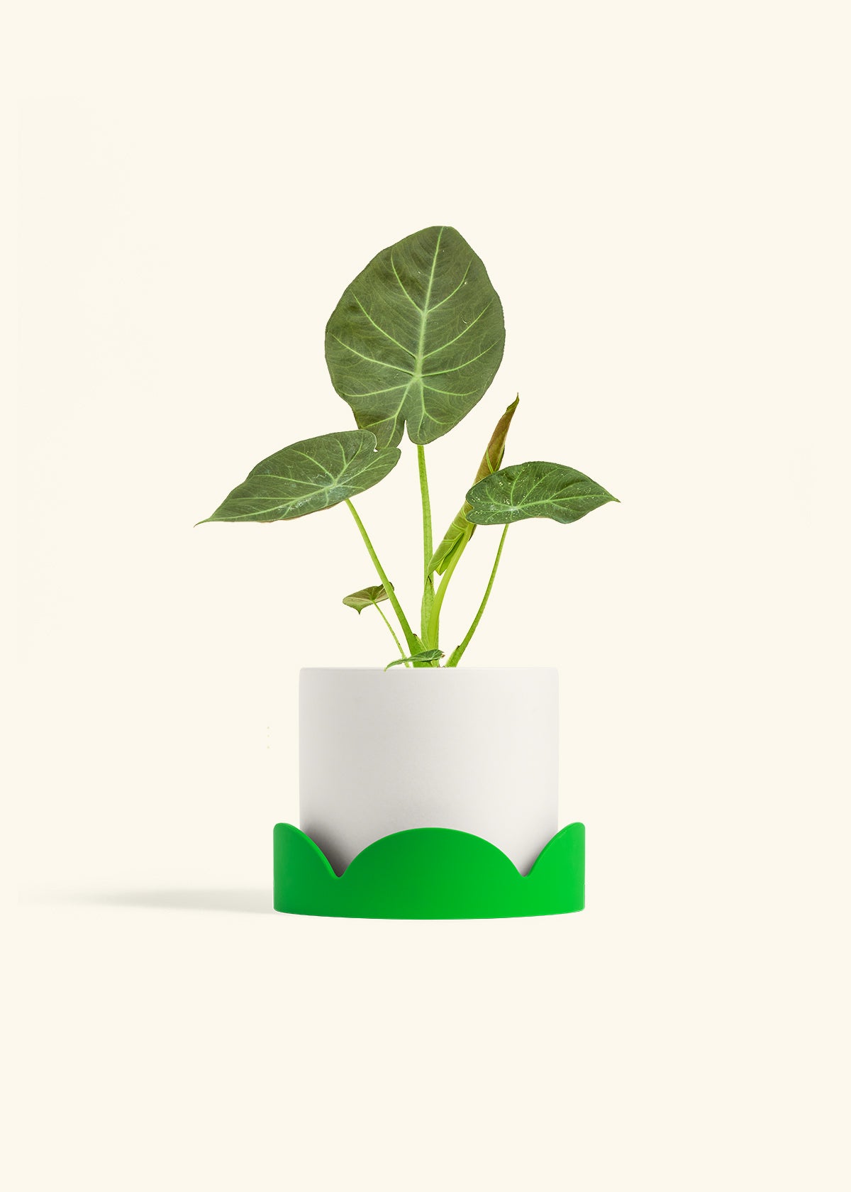 Alocasia Regal Shields in a 6 inches White Classic Cylinder Planter in a Shamrock Petal Drip Tray