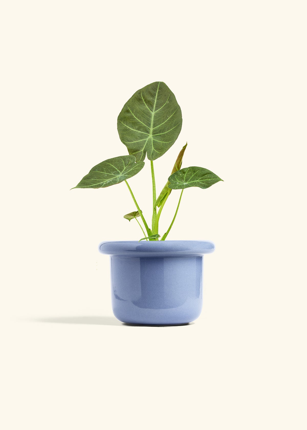 Alocasia Regal Shields in a 6 inches Fat Lip Blue Planter