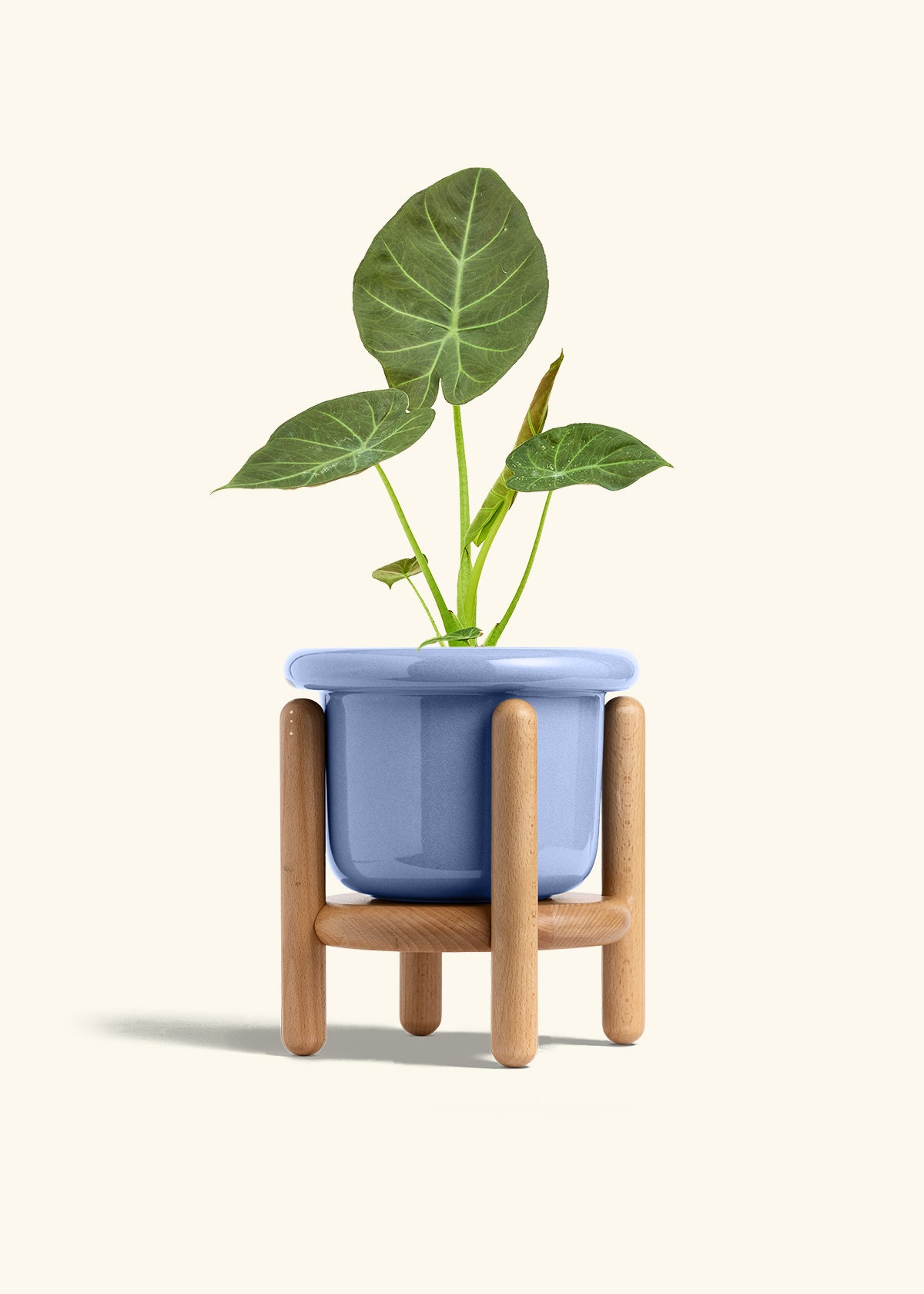 Alocasia Regal Shields in a 6 inches Fat Lip Blue Planter in a Beech Wood Stand