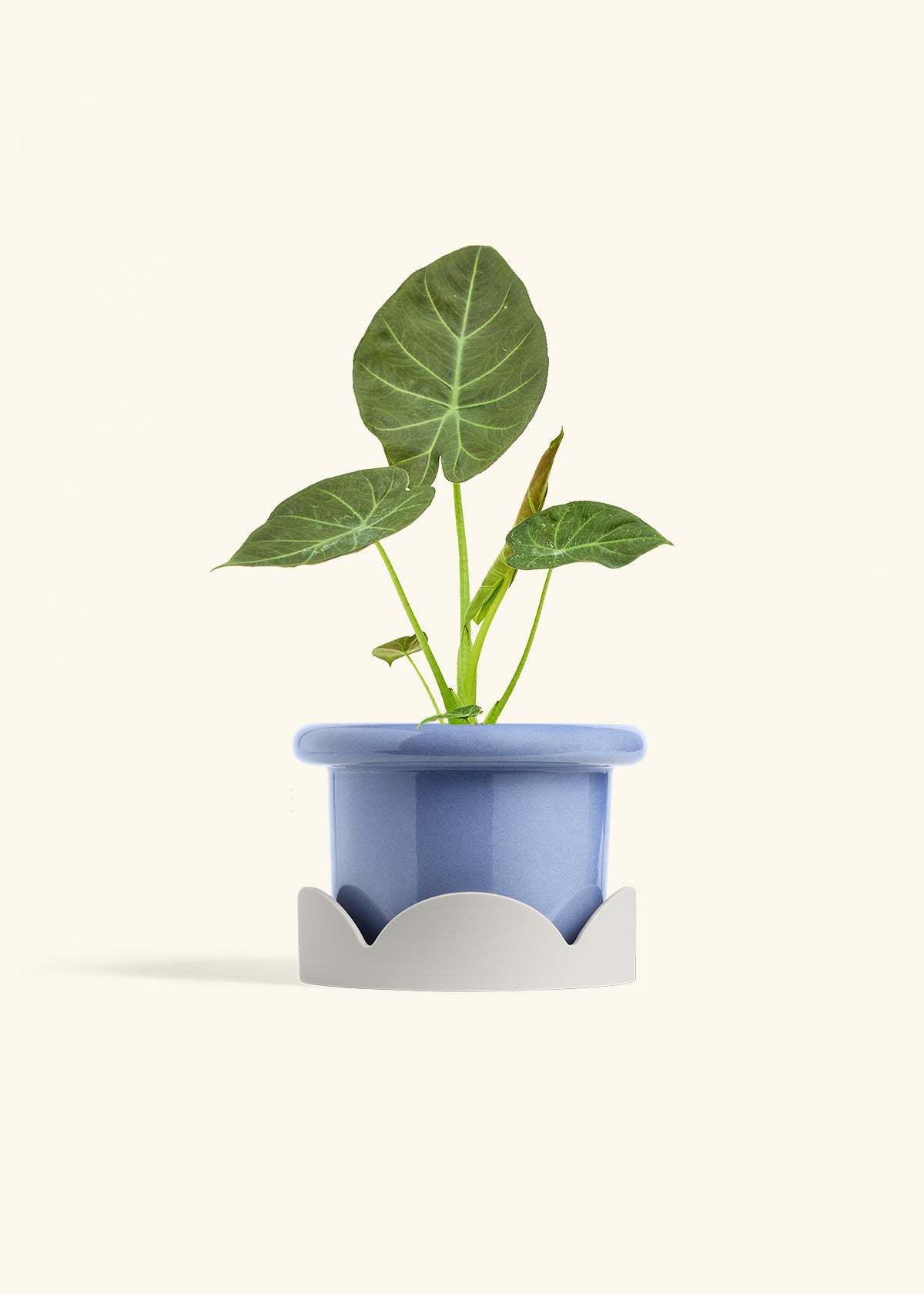 Alocasia Regal Shields in a 6 inches Fat Lip Blue Planter in a Oat Petal Drip Tray