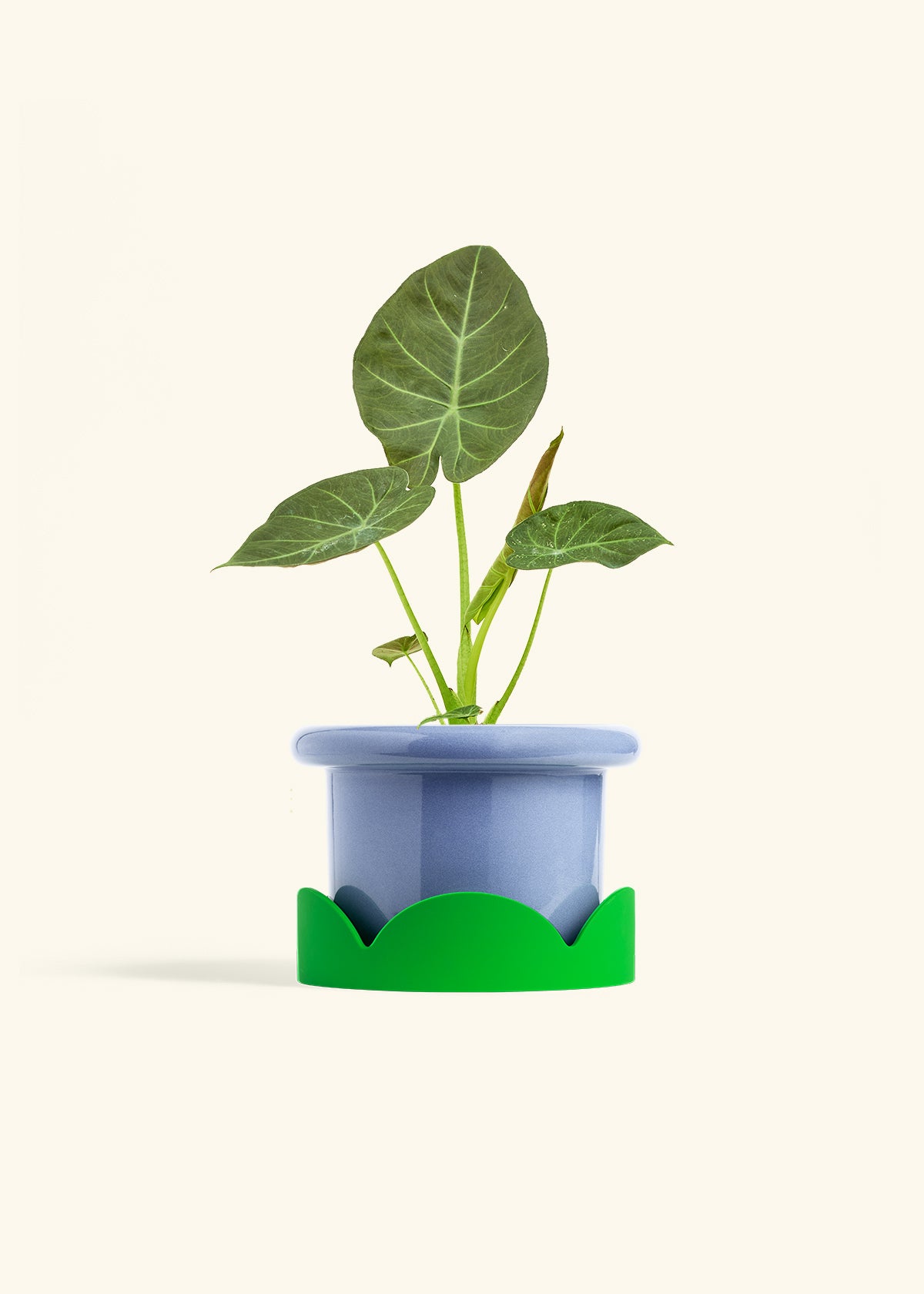 Alocasia Regal Shields in a 6 inches Fat Lip Blue Planter in a Shamrock Petal Drip Tray