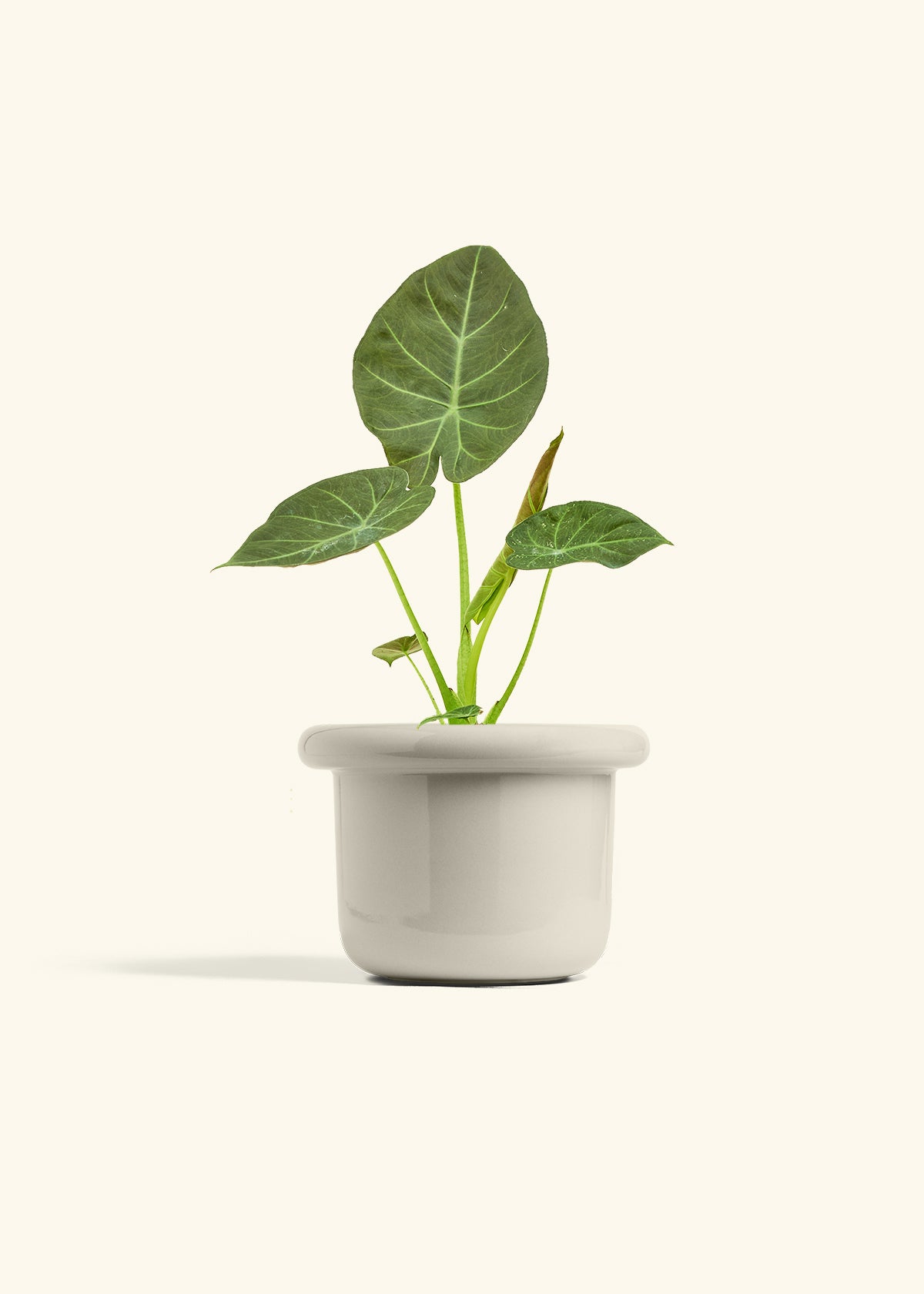Alocasia Regal Shields in a 6 inches Fat Lip Oat Planter