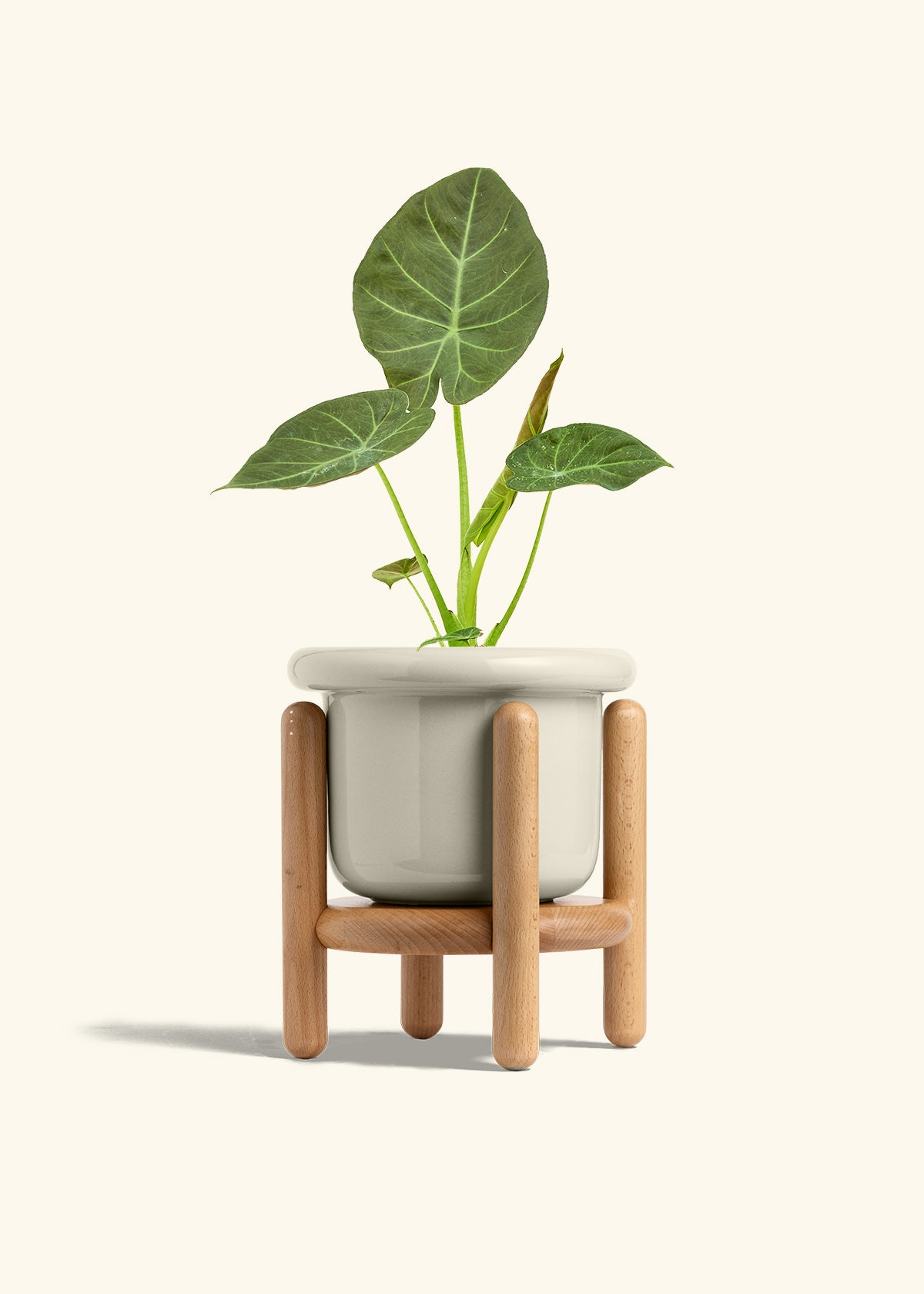 Alocasia Regal Shields in a 6 inches Fat Lip Oat Planter in a Beech Wood Stand