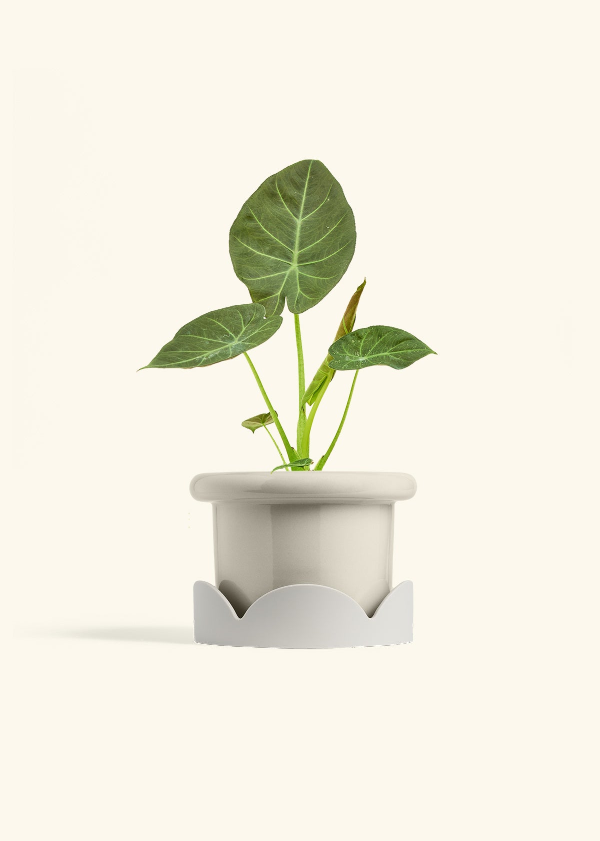Alocasia Regal Shields in a 6 inches Fat Lip Oat Planter in a Oat Petal Drip Tray