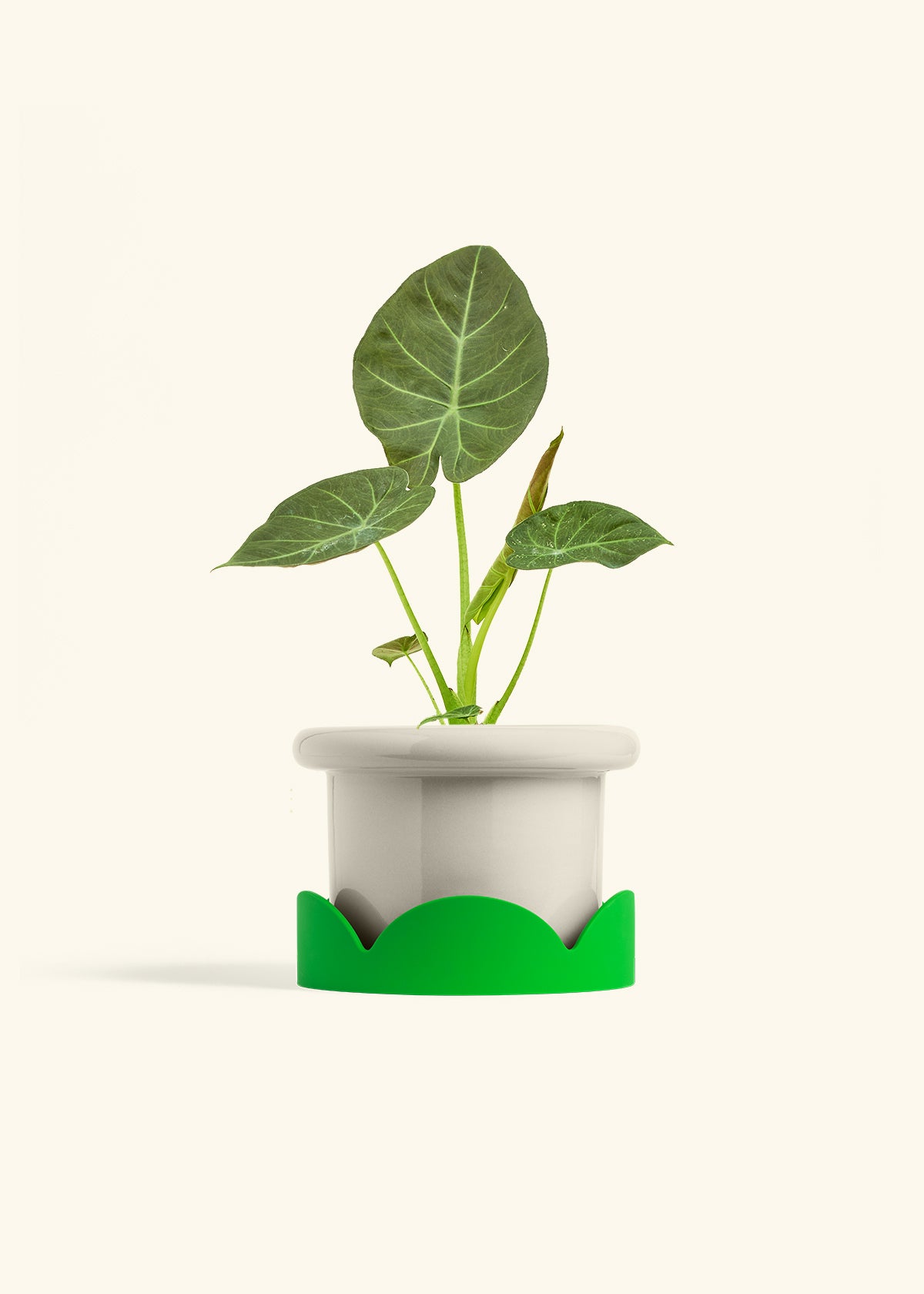 Alocasia Regal Shields in a 6 inches Fat Lip Oat Planter in a Shamrock Petal Drip Tray