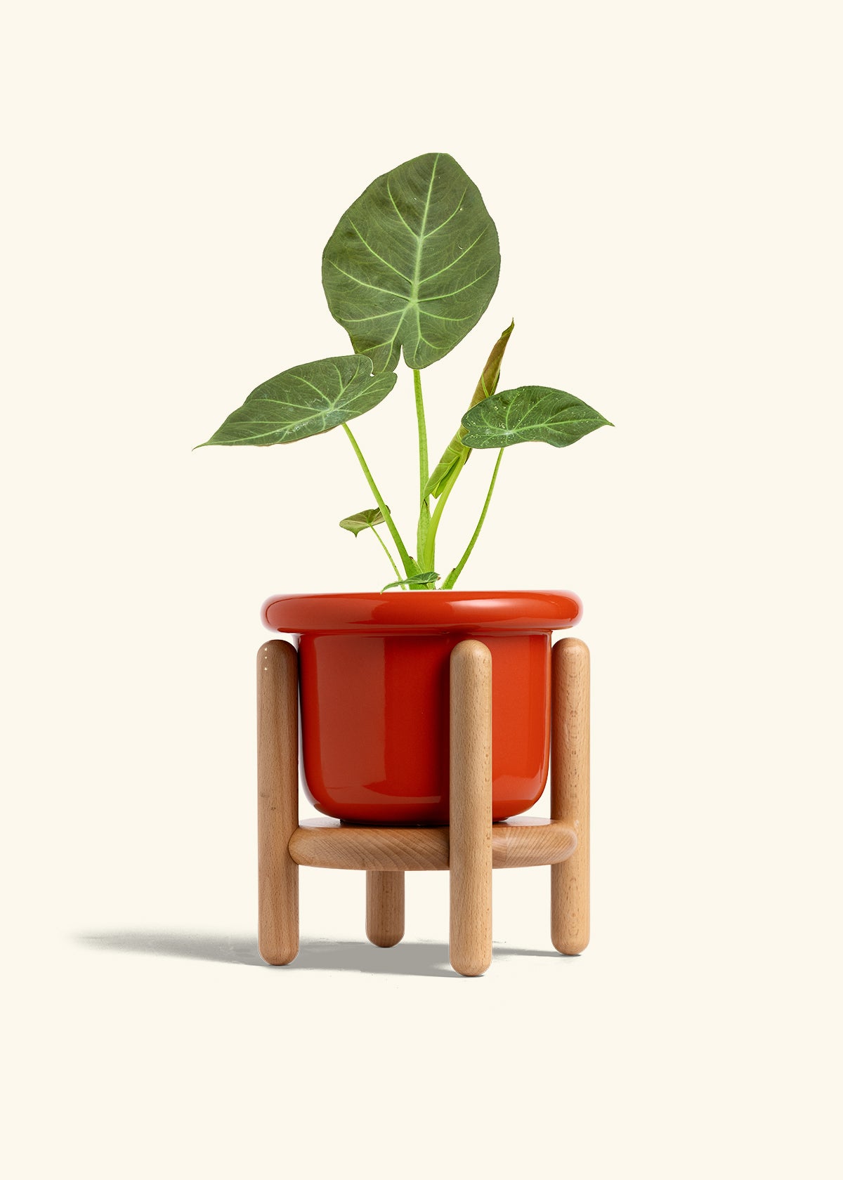 Alocasia Regal Shields in a 6 inches Fat Lip Red Planter in a Beech Wood Stand