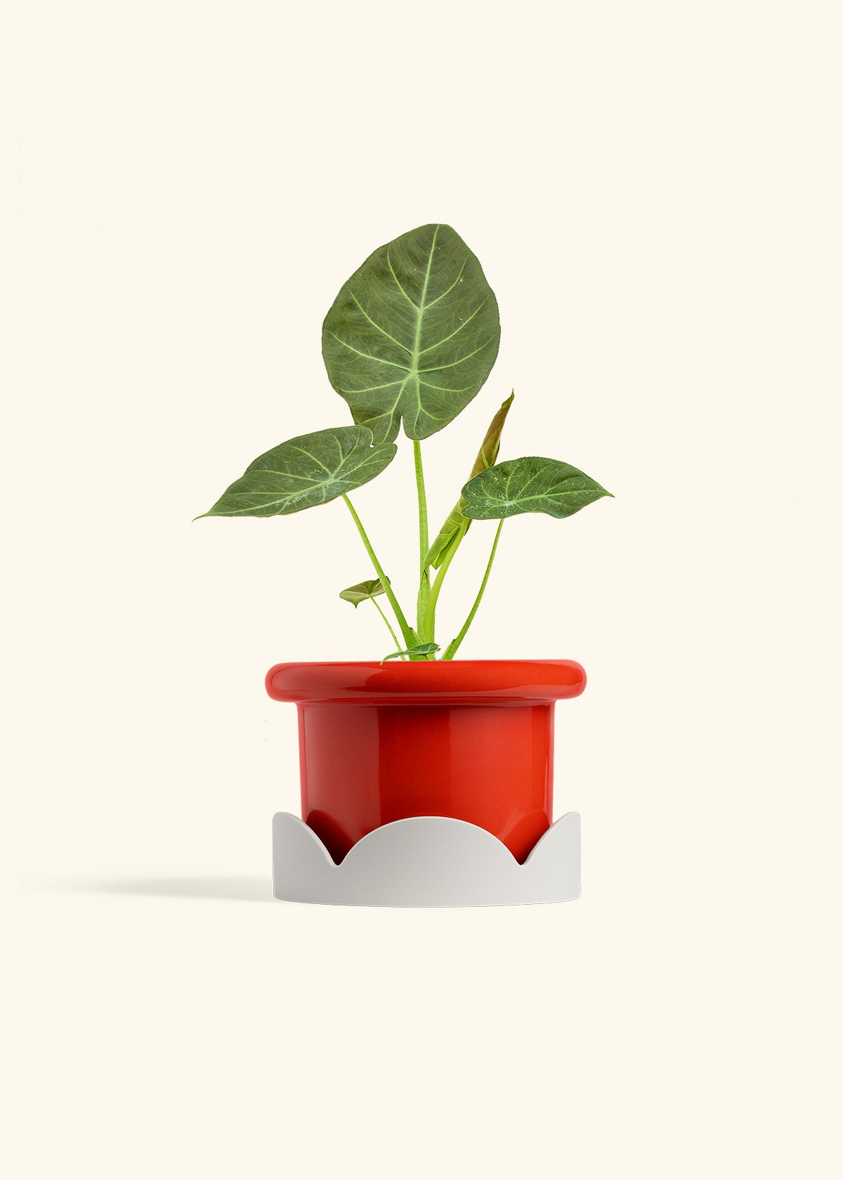 Alocasia Regal Shields in a 6 inches Fat Lip Red Planter in a Oat Petal Drip Tray