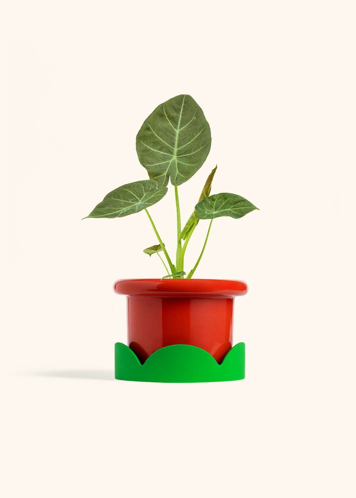Alocasia Regal Shields in a 6 inches Fat Lip Red Planter in a Shamrock Petal Drip Tray