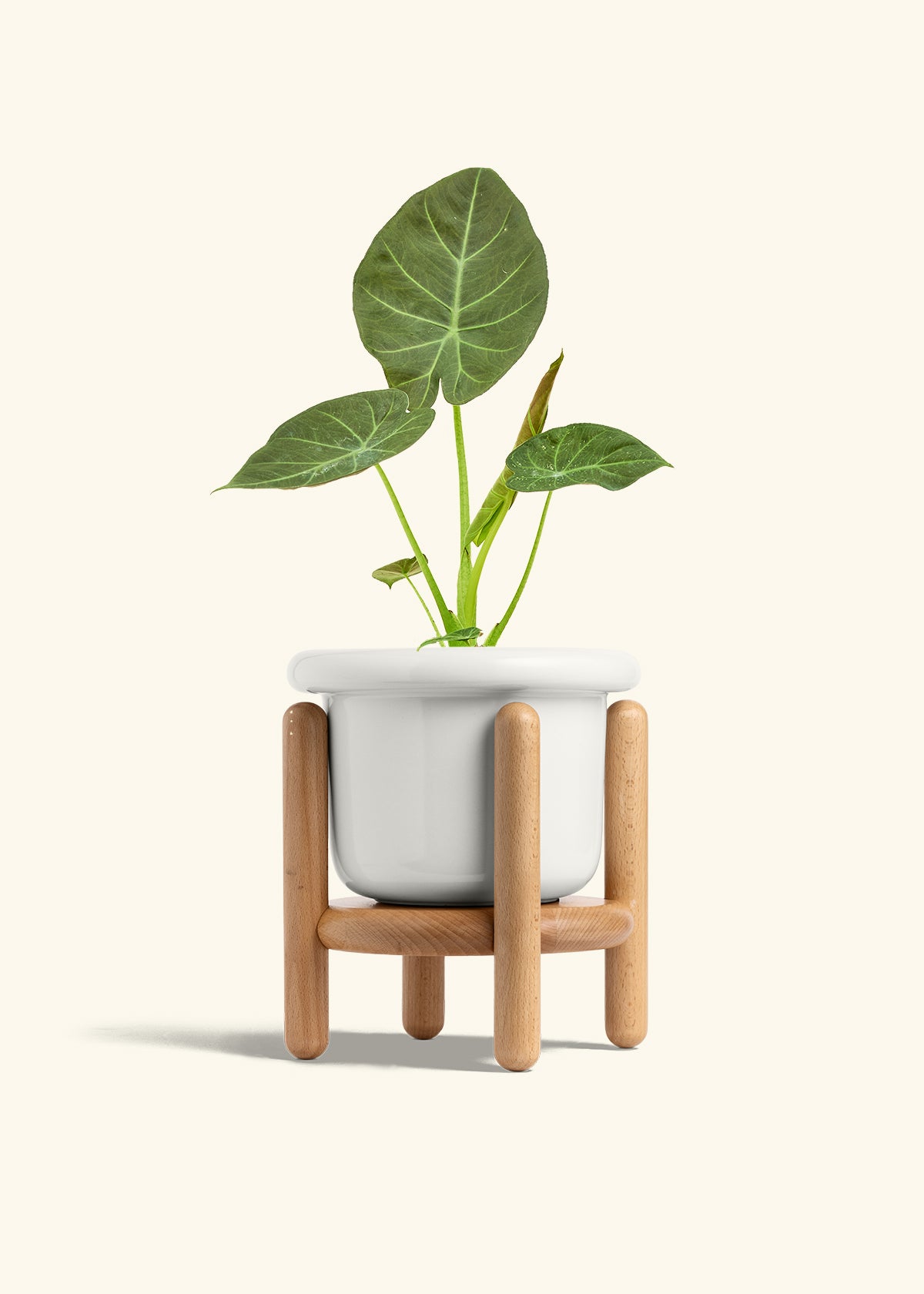 Alocasia Regal Shields in a 6 inches Fat Lip White Planter in a Beech Wood Stand